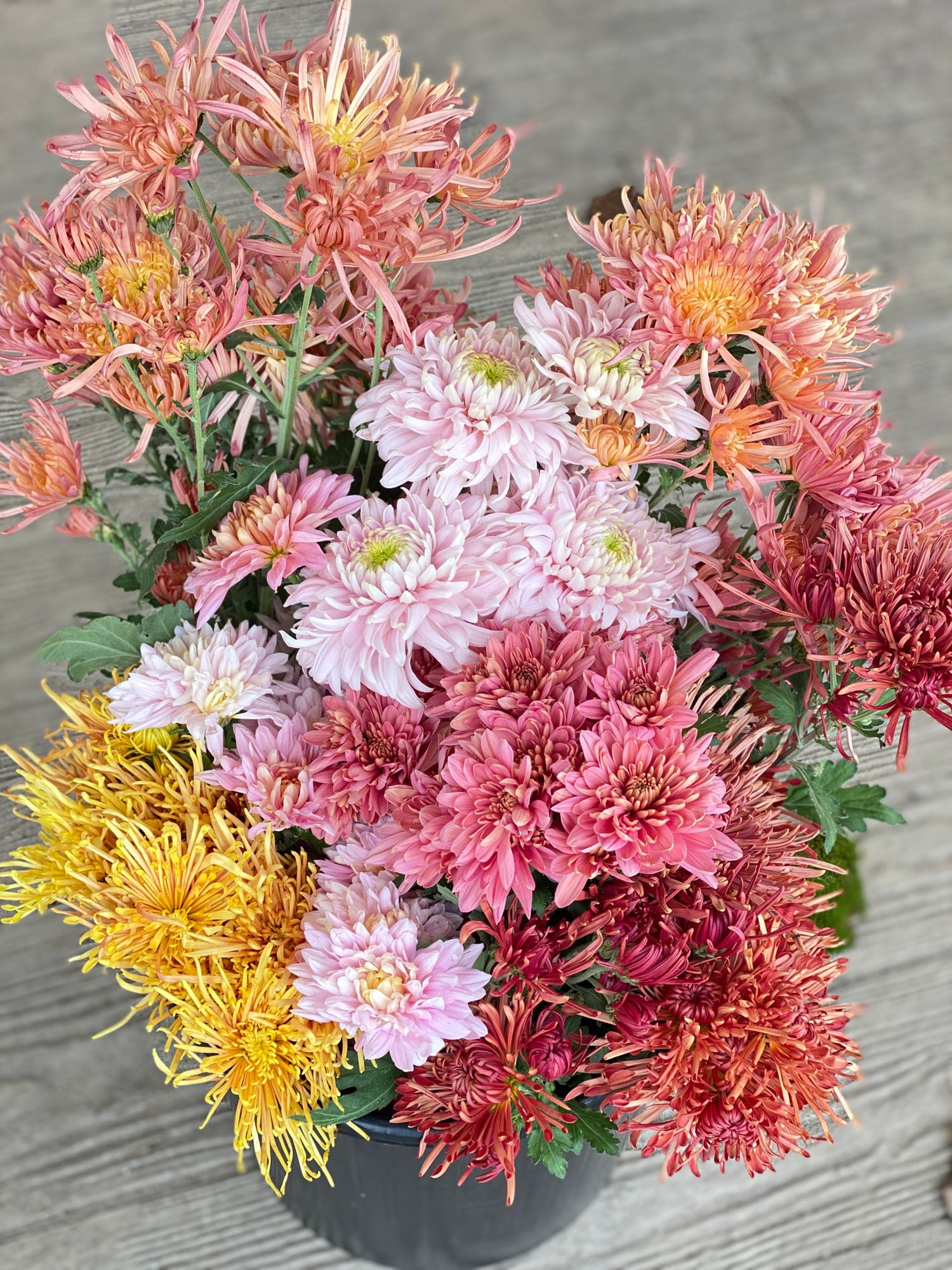 Heirloom Mum Grower’s Choice Bucket