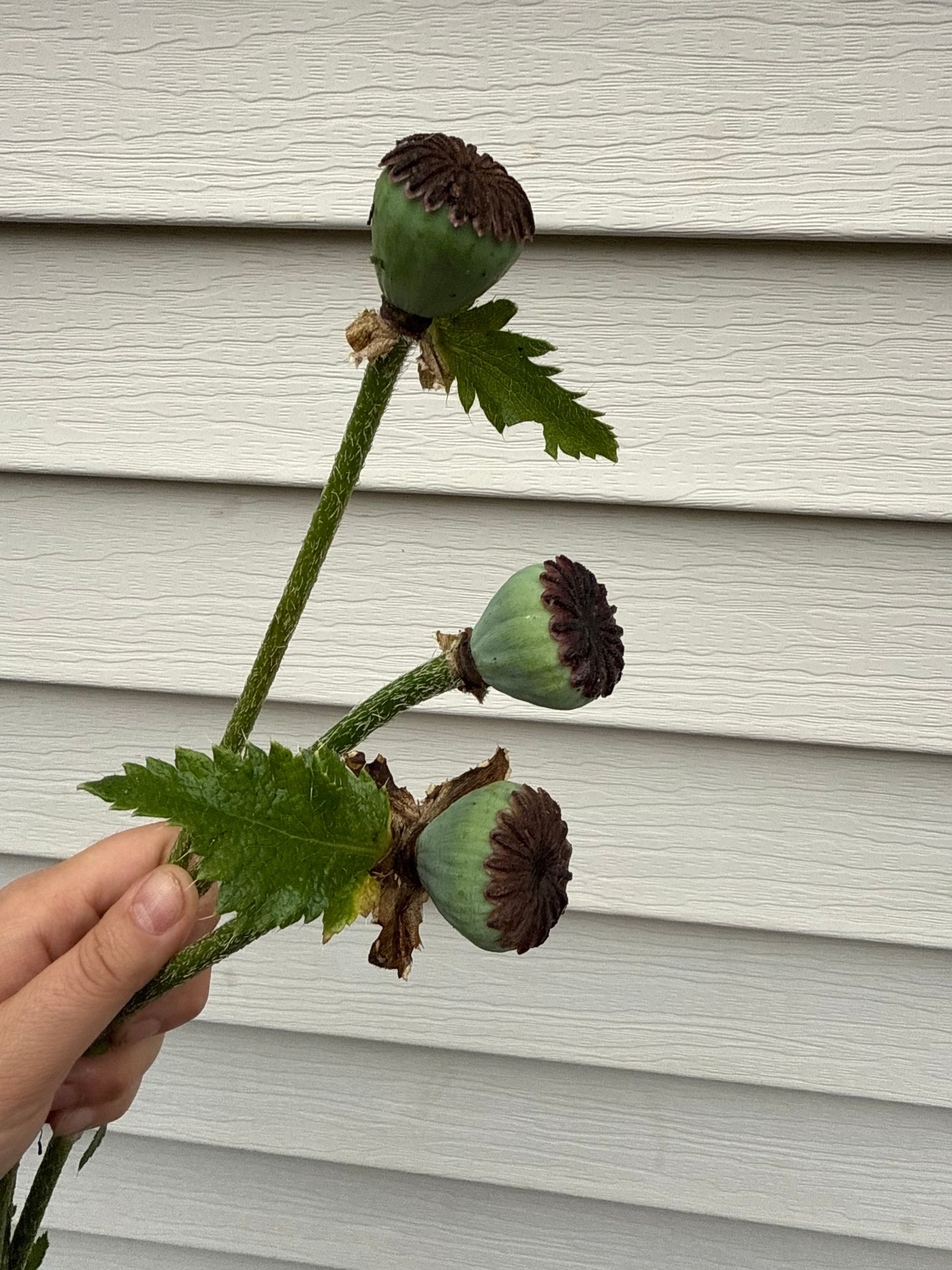 PAPAVER orientale