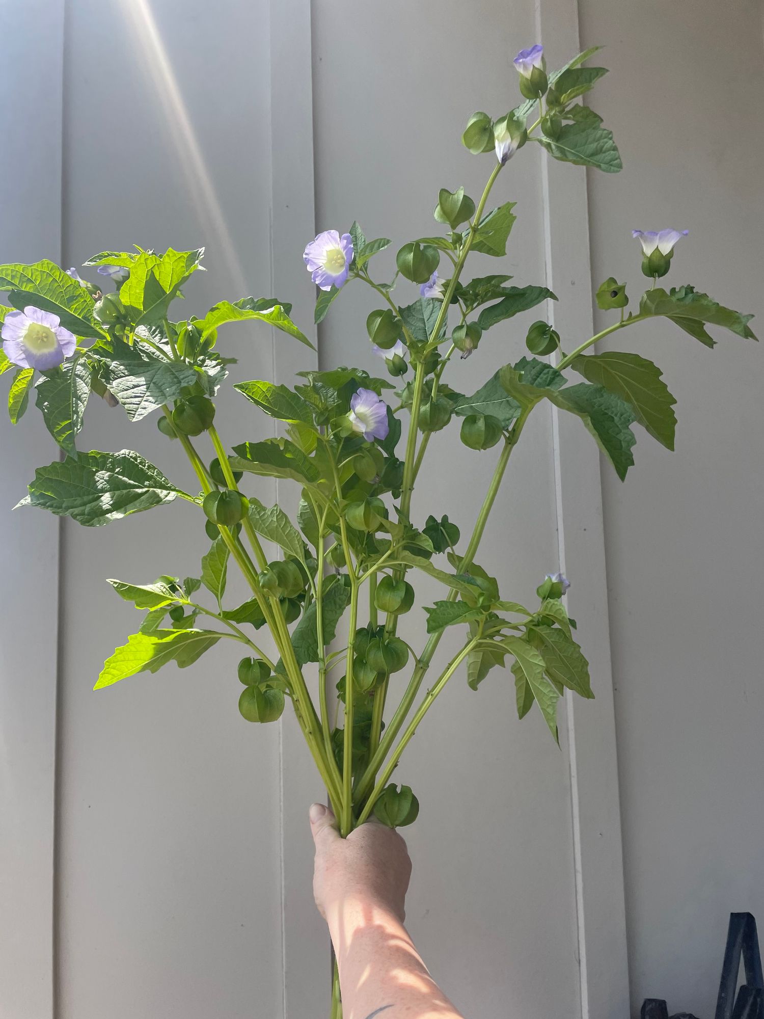 NICANDRA physalodes