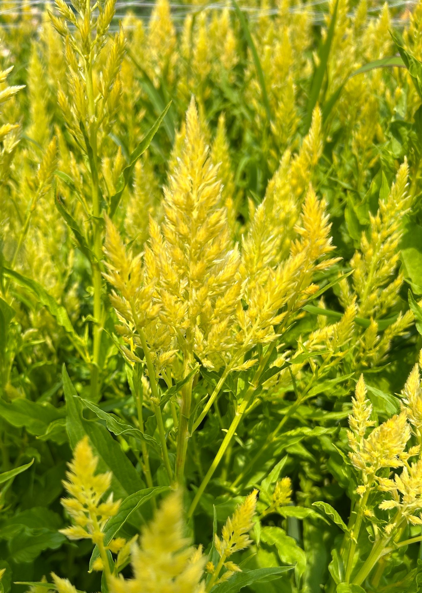 CELOSIA argentea var. plumosa Sylphid