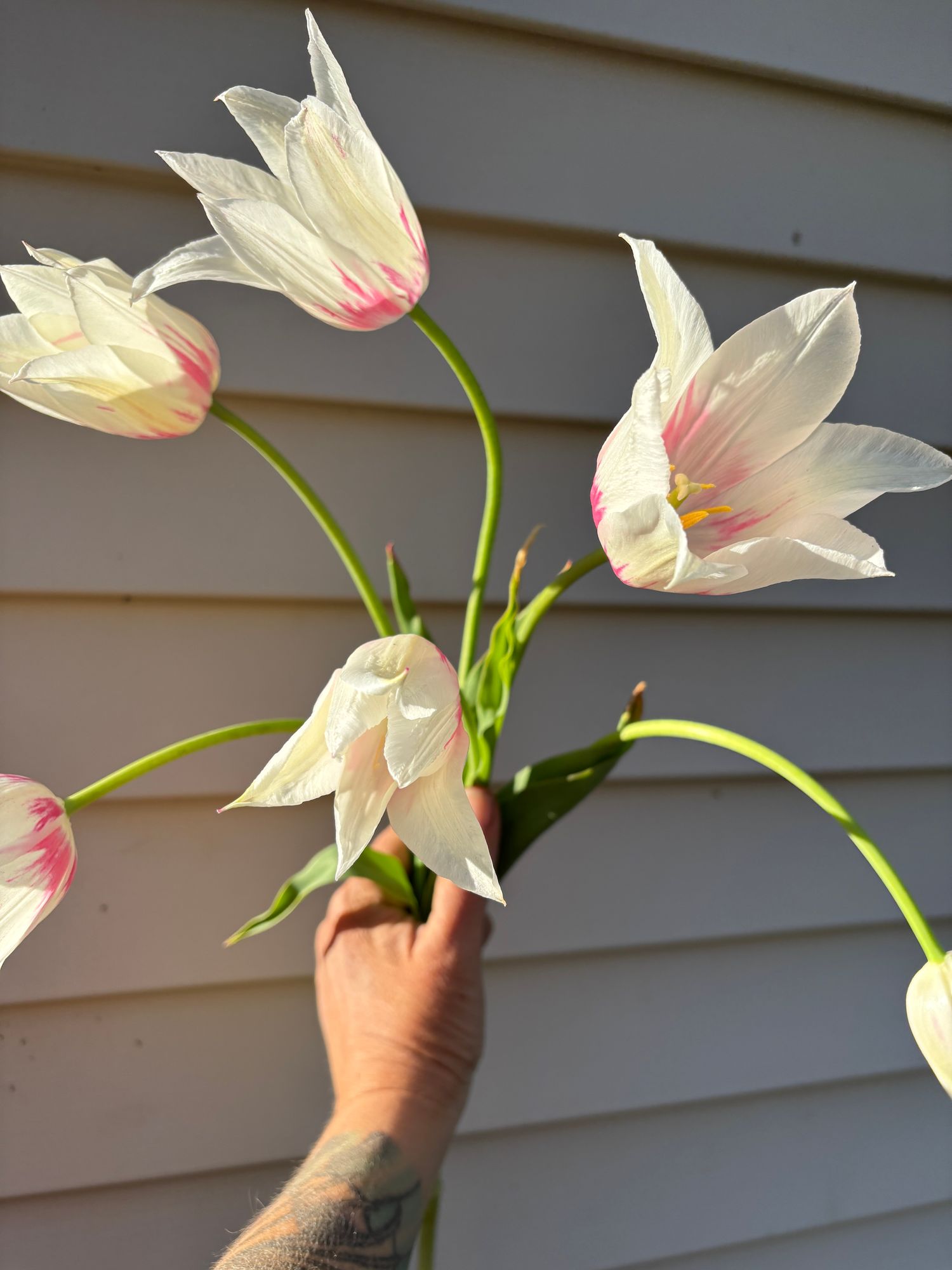 TULIPA Marilyn