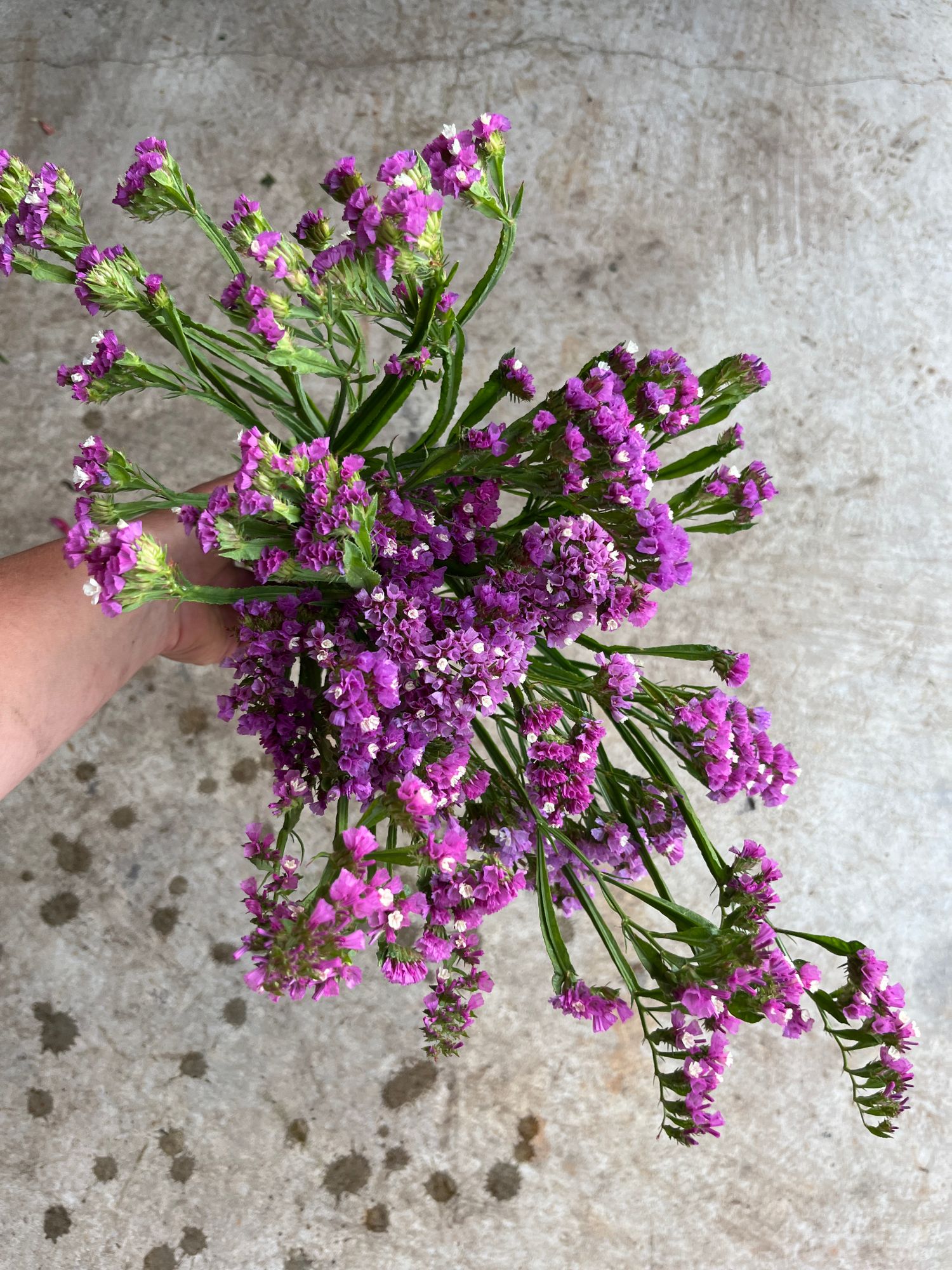 LIMONIUM sinuatum Seeker