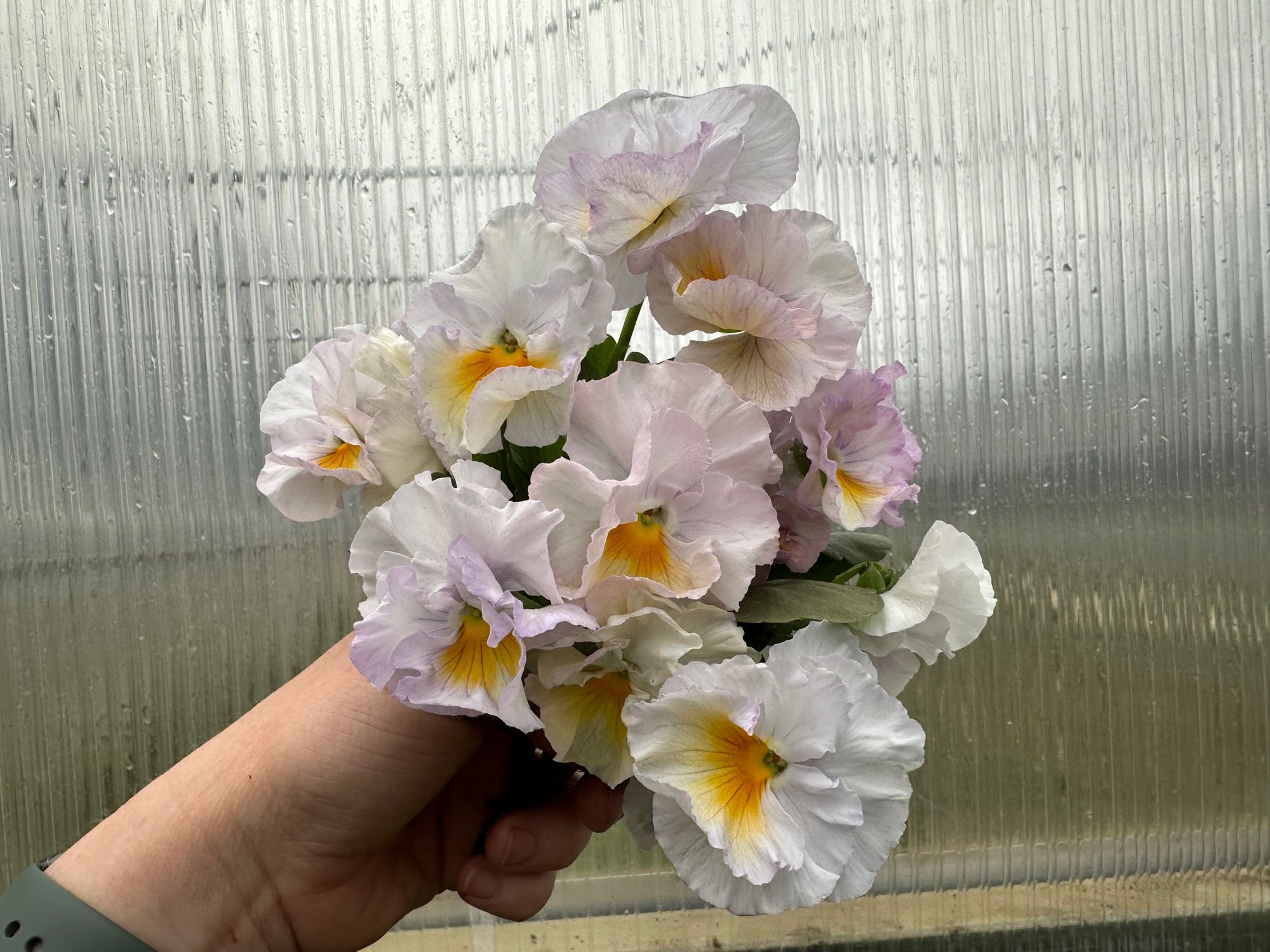 VIOLA x wittrockiana Flamenco Soft Light Azure Limonette