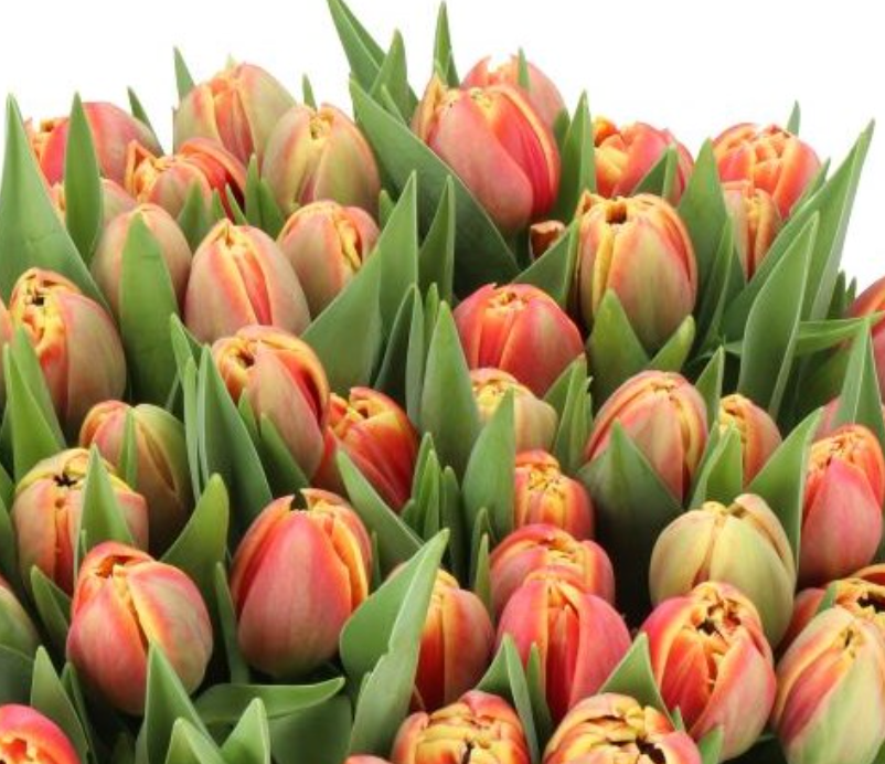 TULIPA