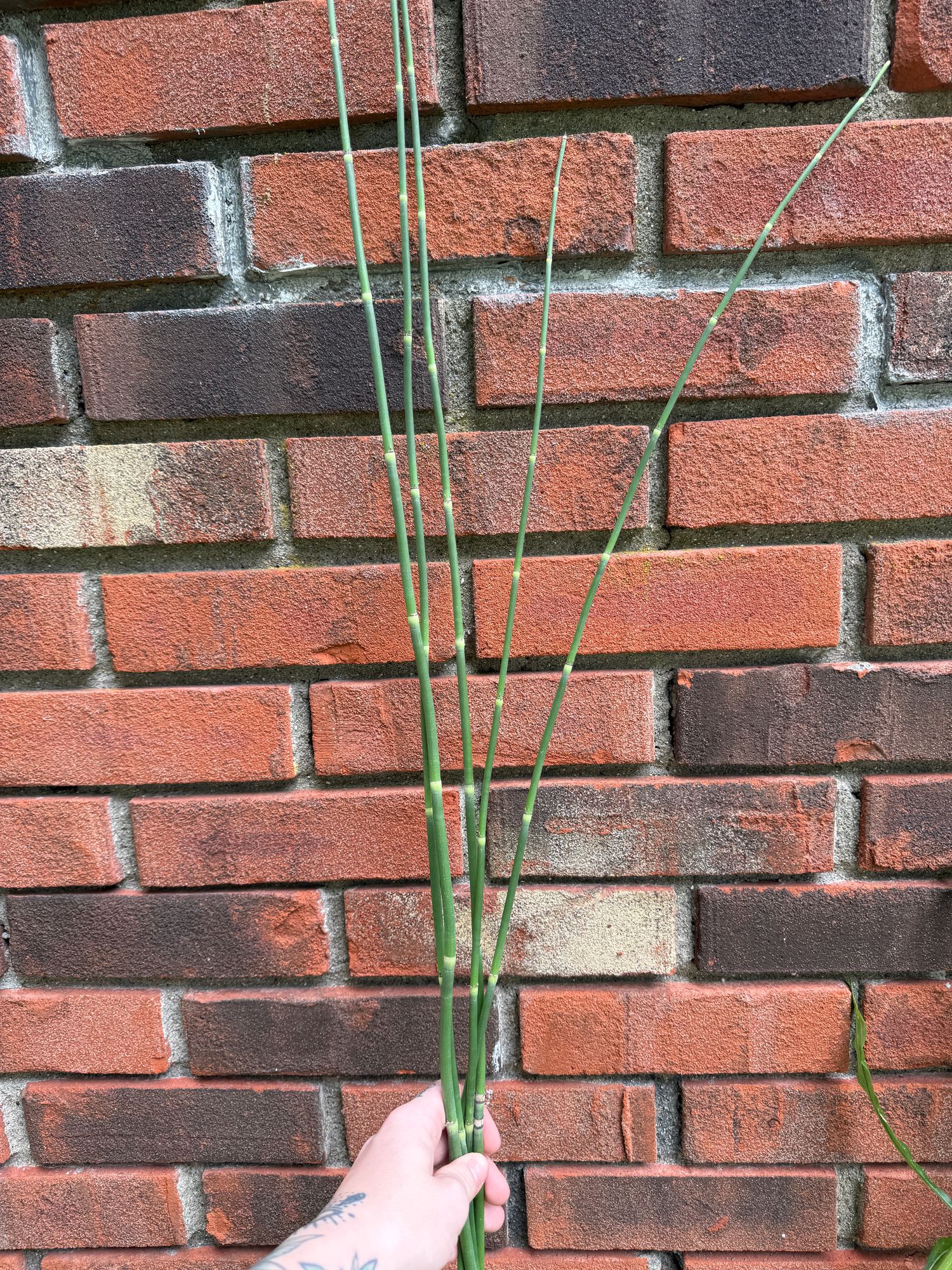 EQUISETUM