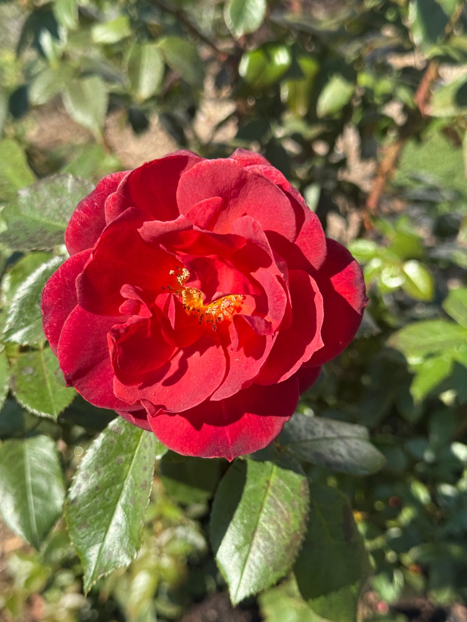 ROSA hybrida