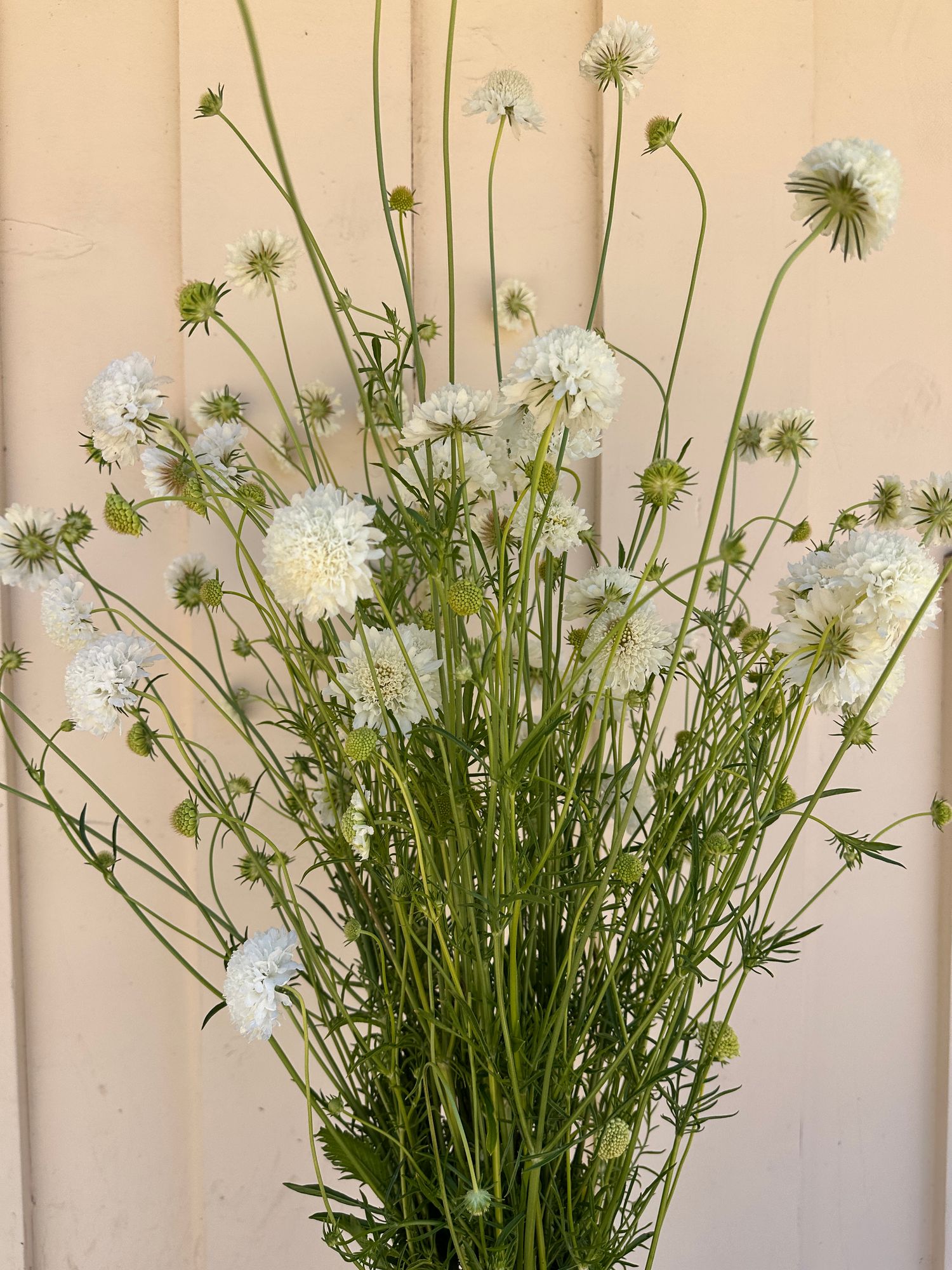 SCABIOSA atropurpurea Snowmaiden