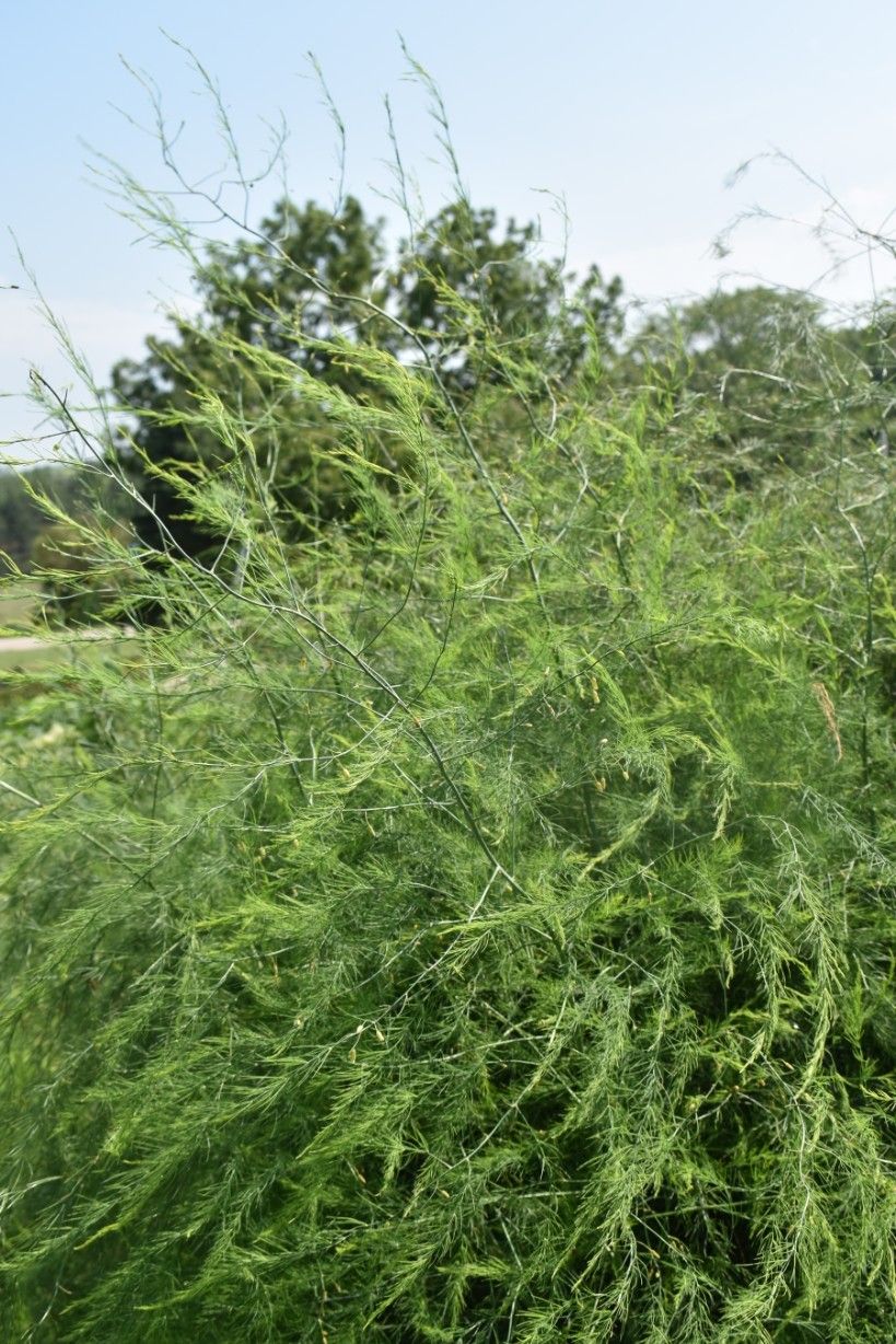 ASPARAGUS officinalis