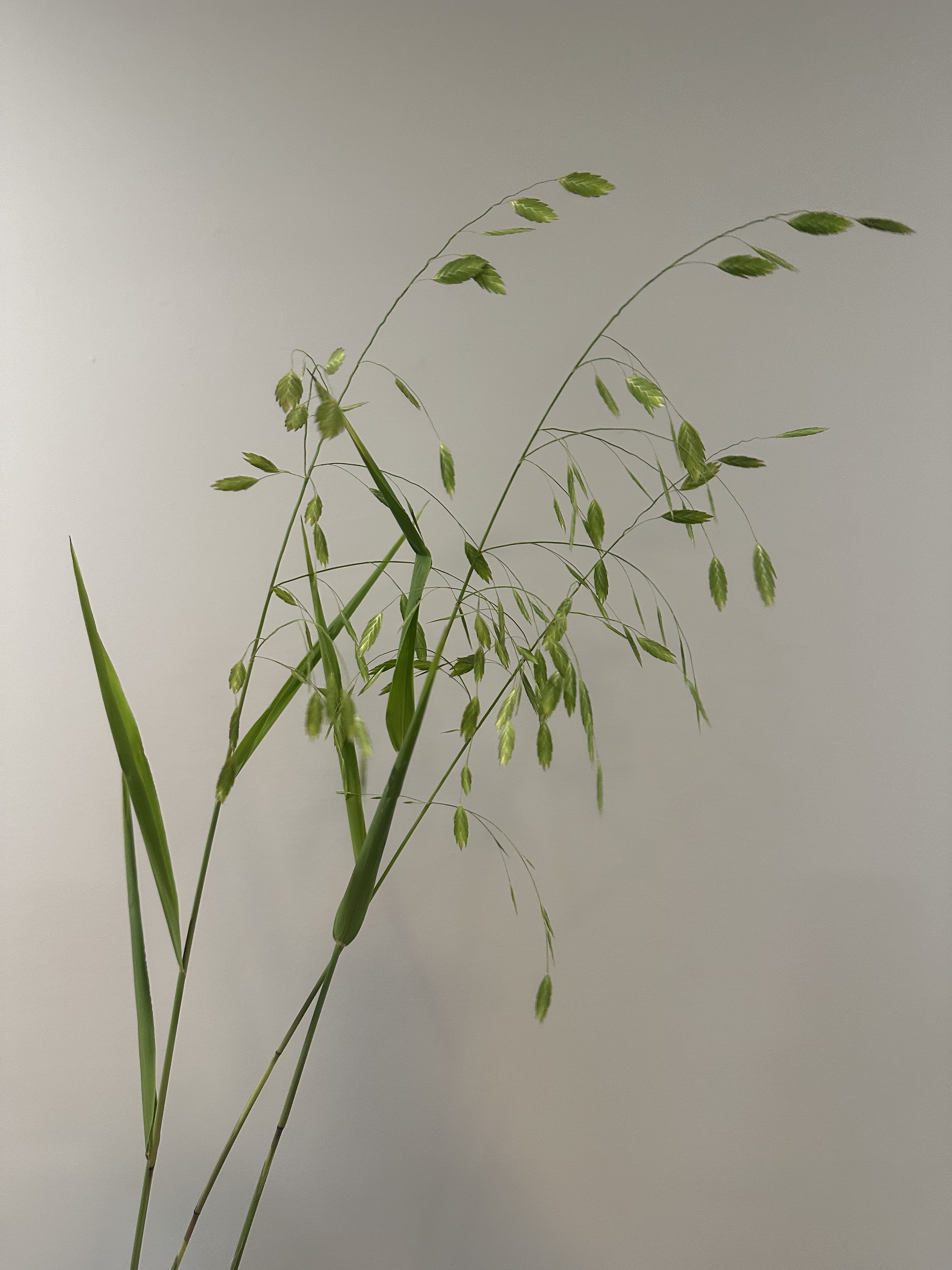 CHASMANTHIUM latifolium