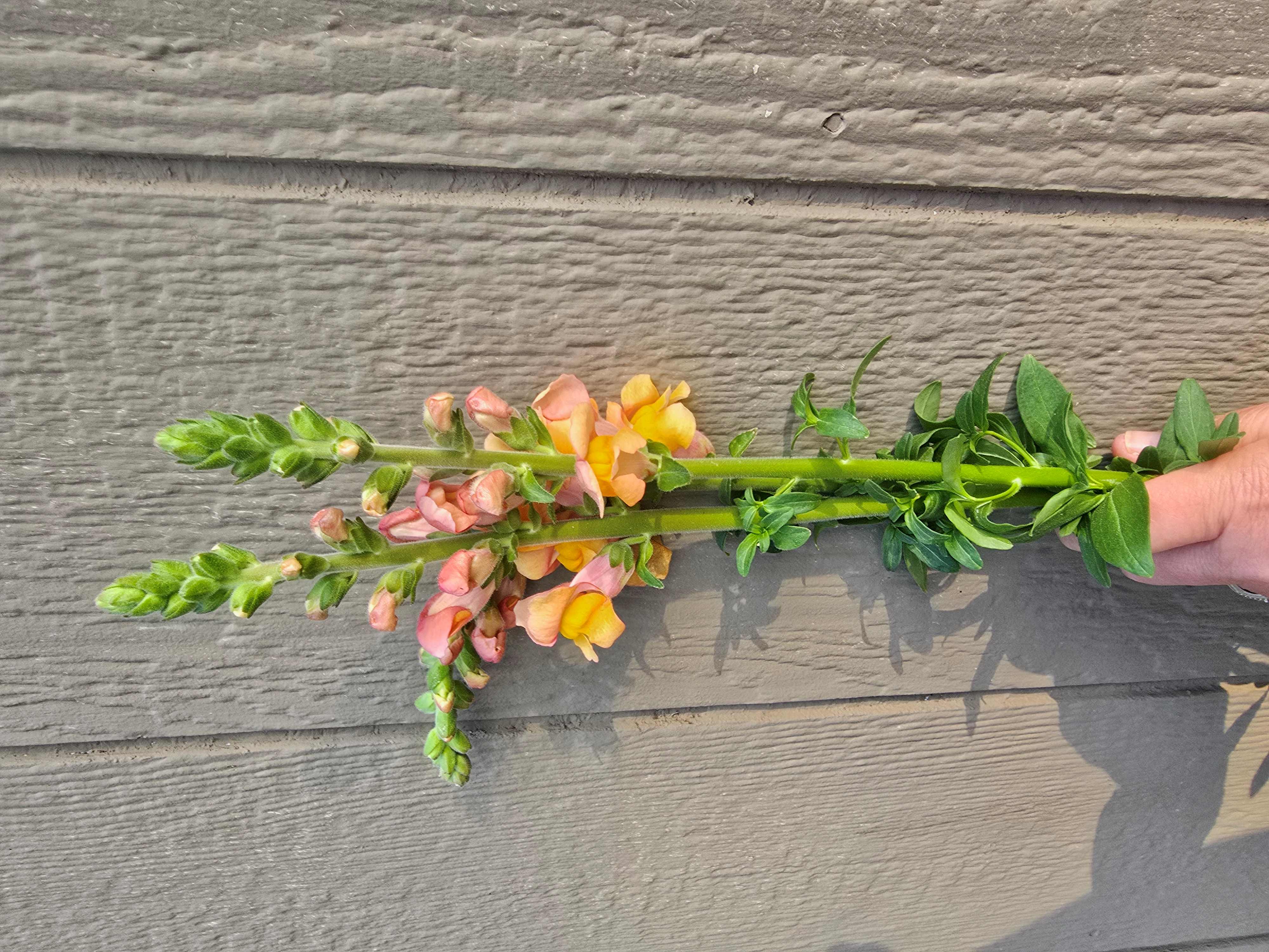 ANTIRRHINUM sempervirens