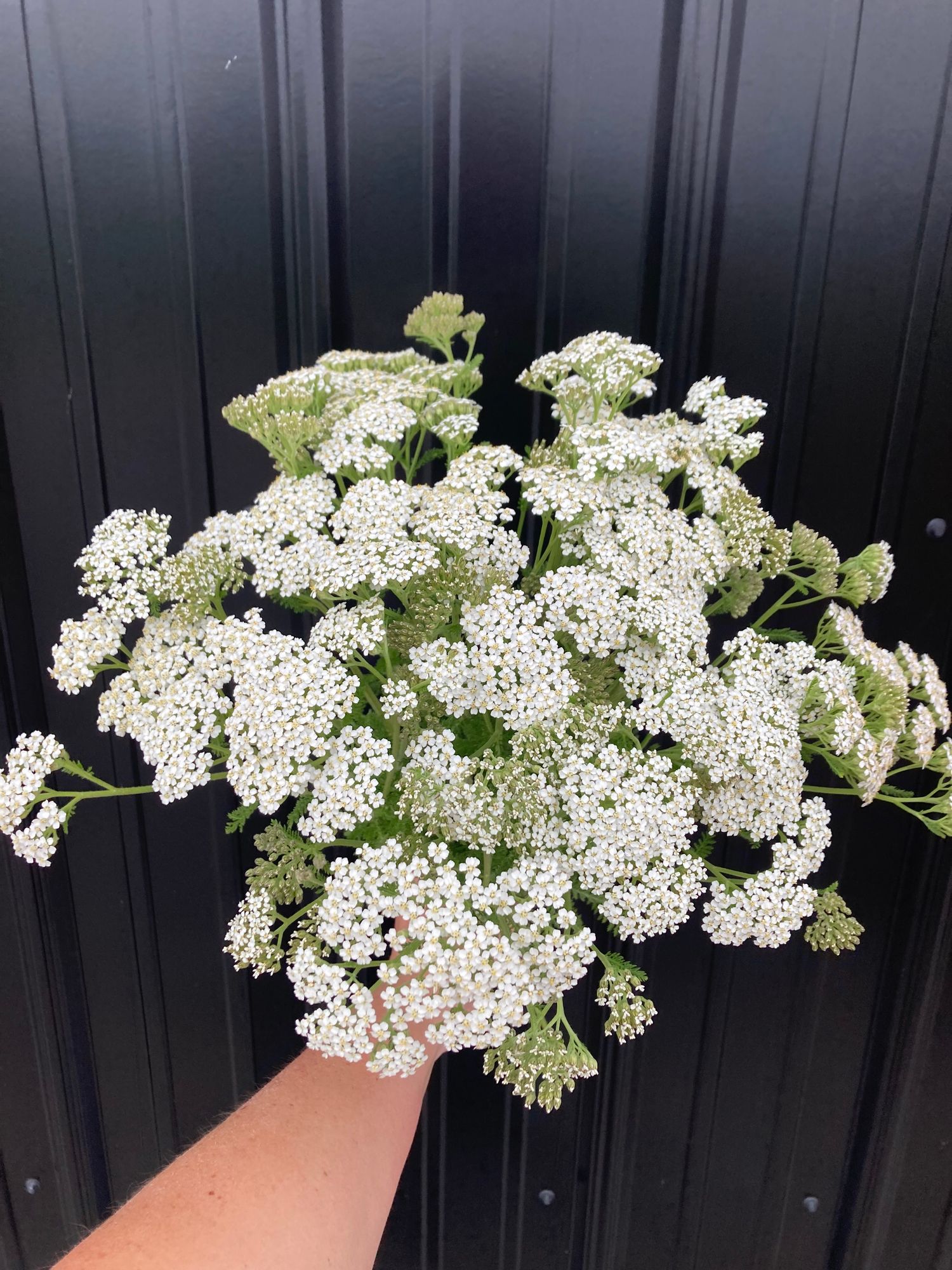 ACHILLEA millefolium