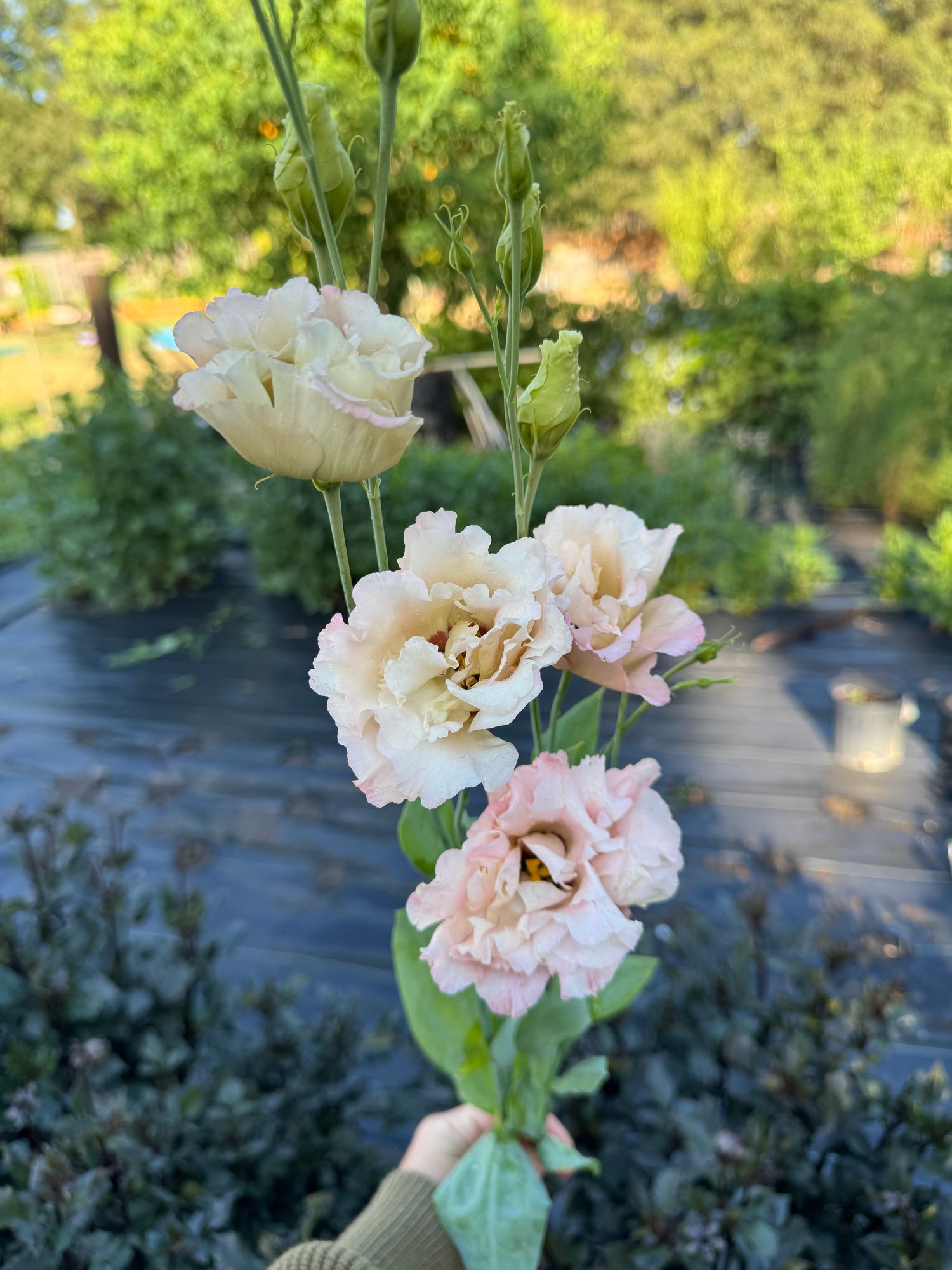 EUSTOMA grandiflorum Celeb Beige Neo