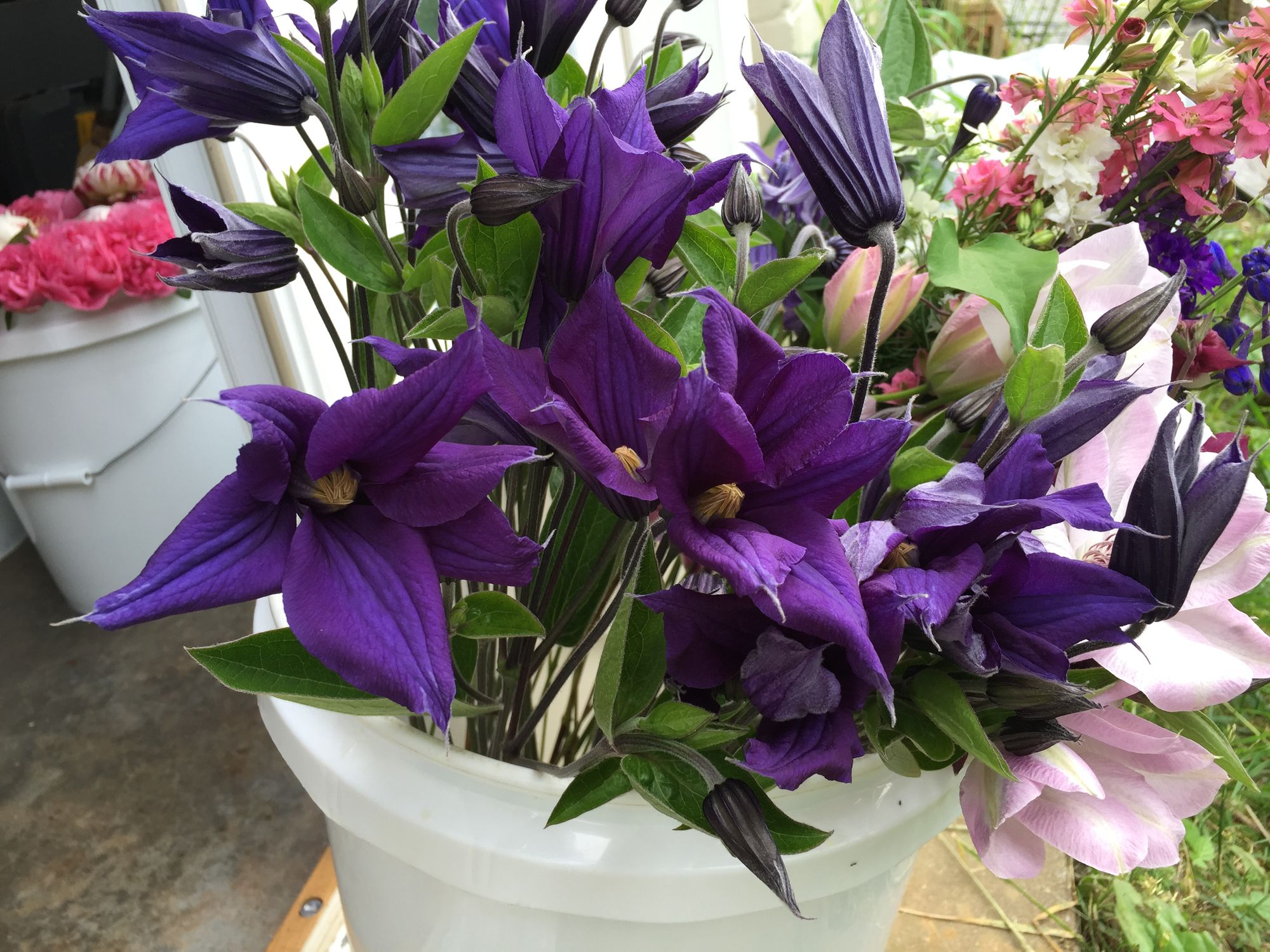 CLEMATIS x