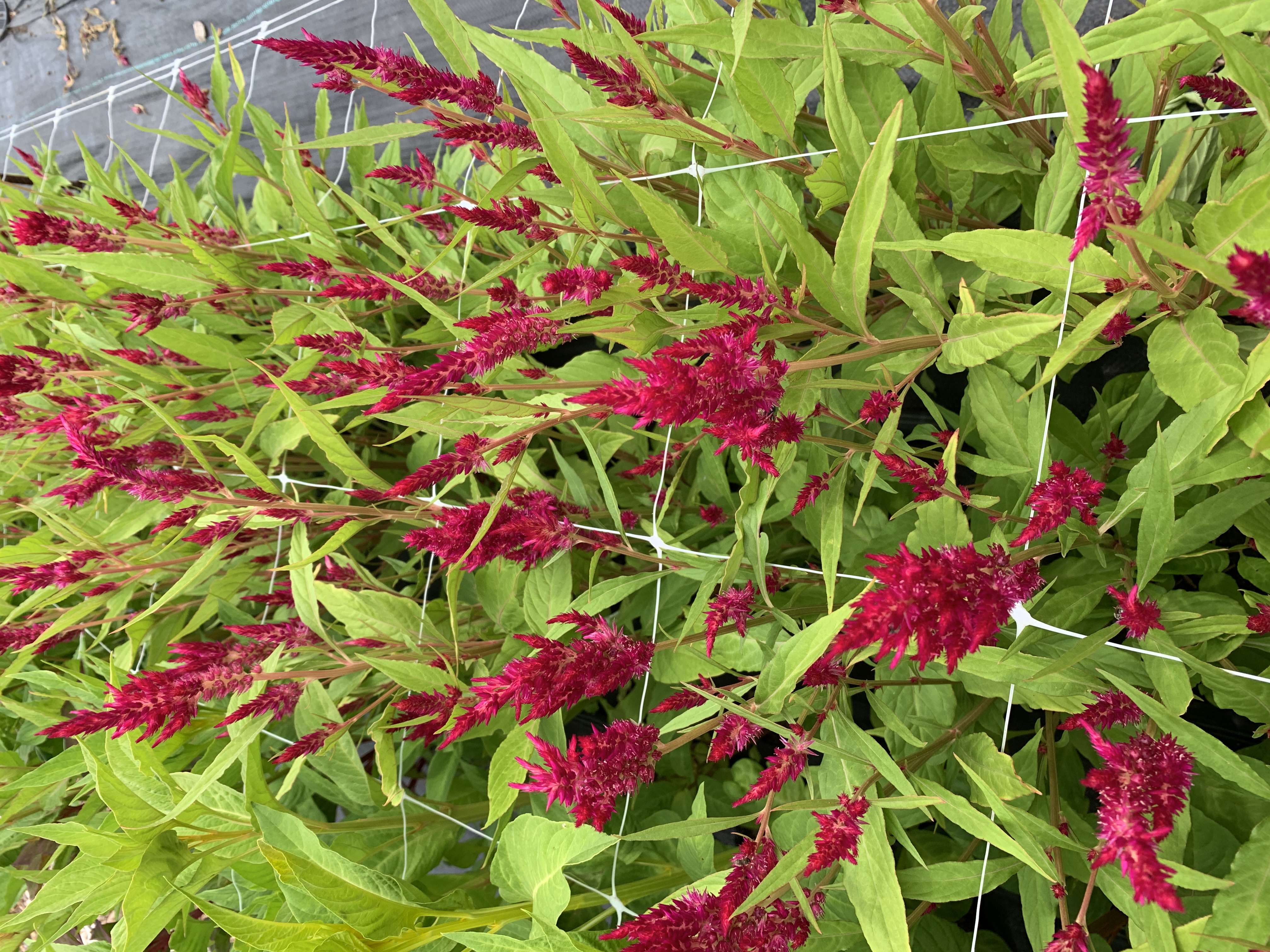 CELOSIA argentea var. plumosa Sunday Cherry
