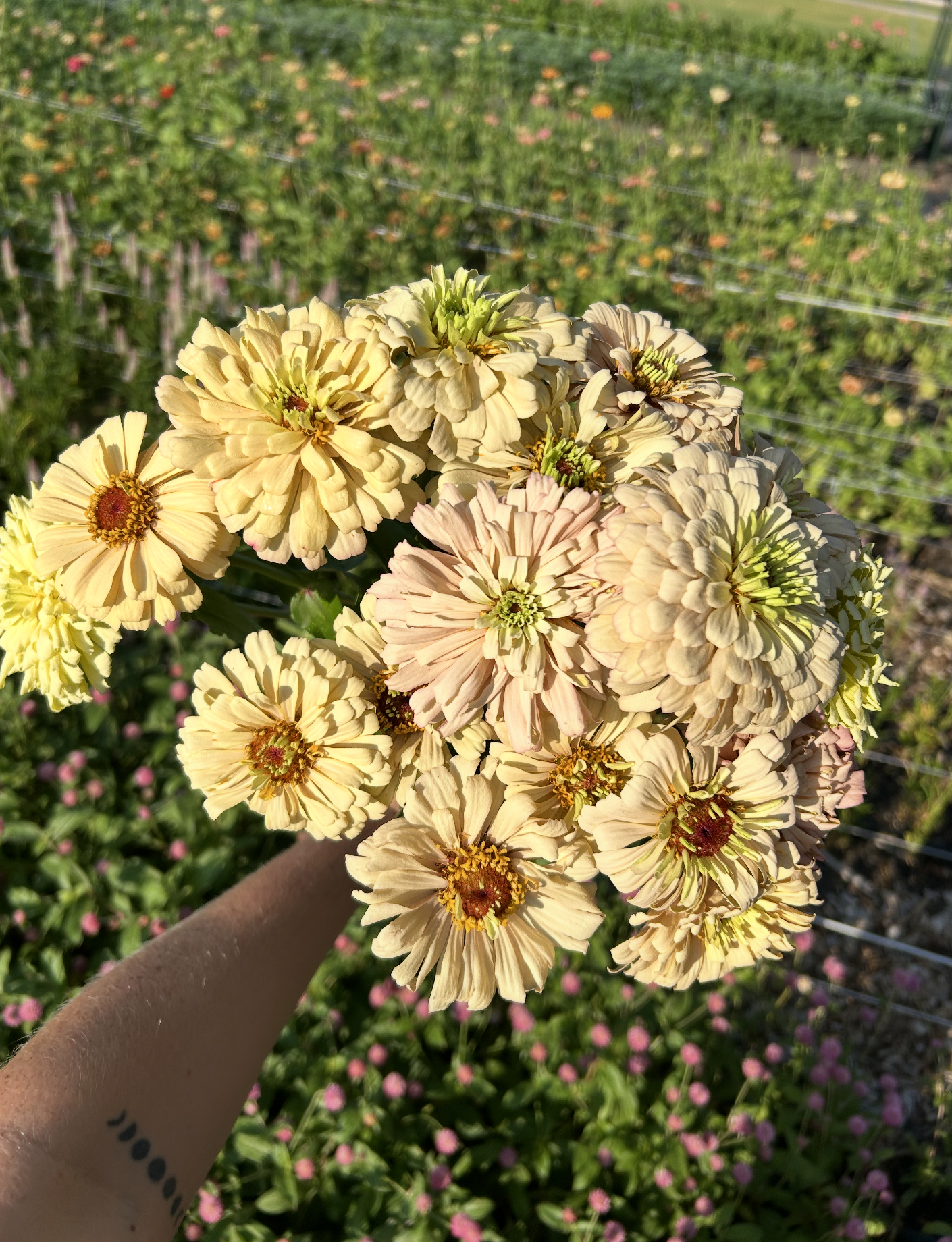 ZINNIA elegans Ballerina
