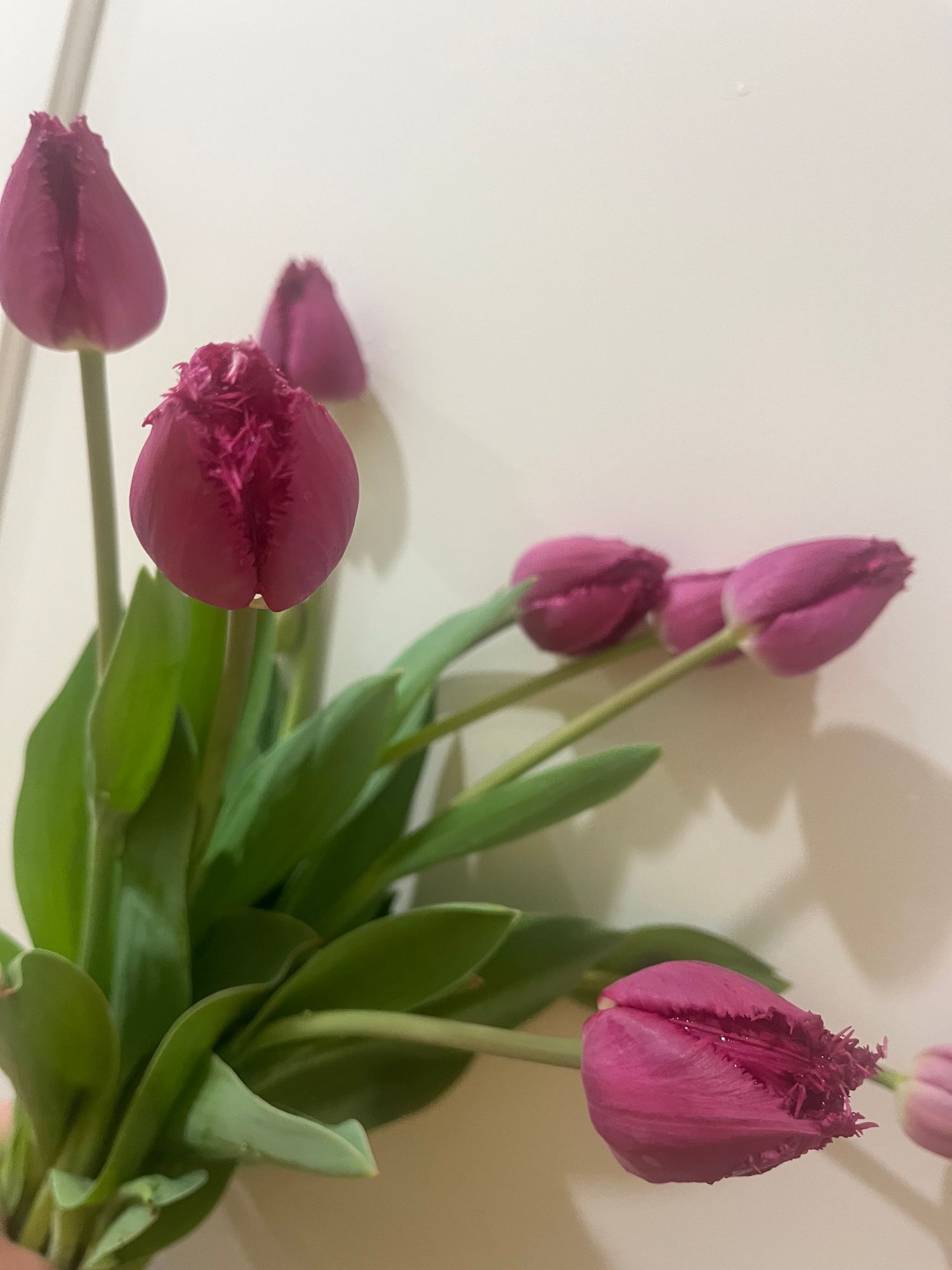 TULIPA San Christina