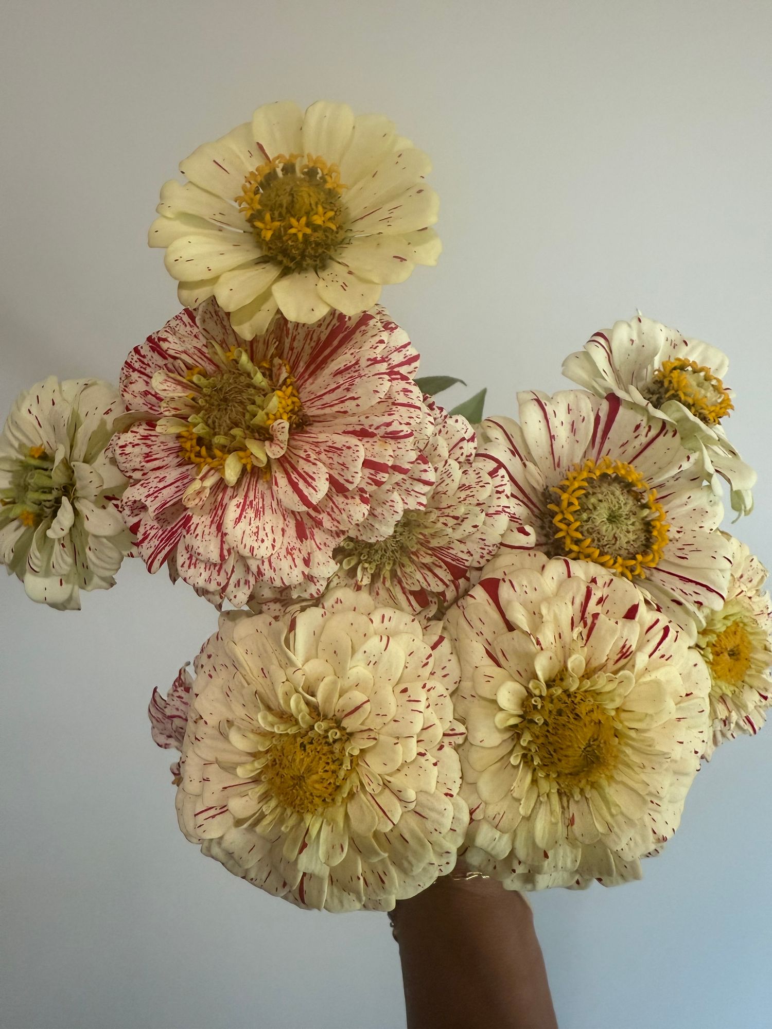 ZINNIA