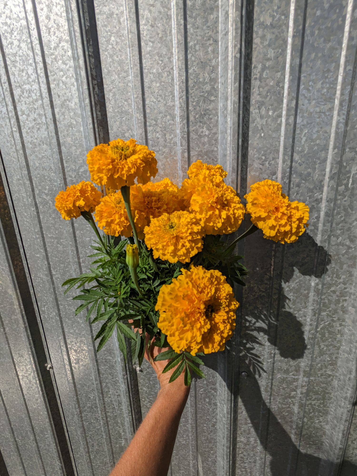 TAGETES erecta Coco