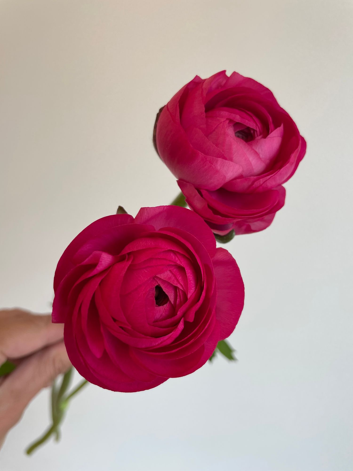 RANUNCULUS Elegance Hot Pink (Ciclamino)
