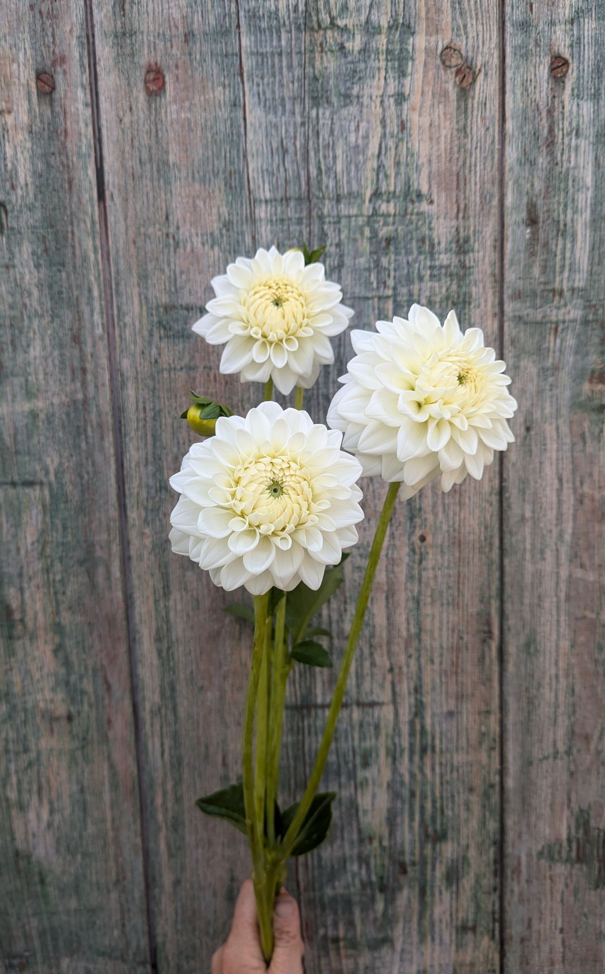 DAHLIA Blizzard