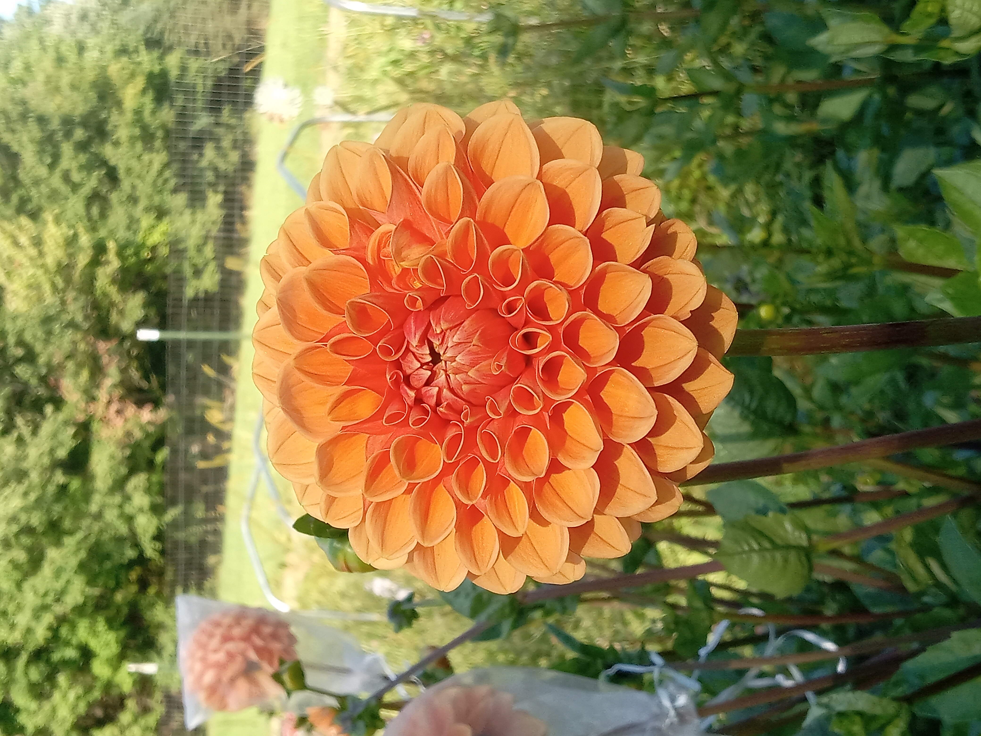 DAHLIA Maarn