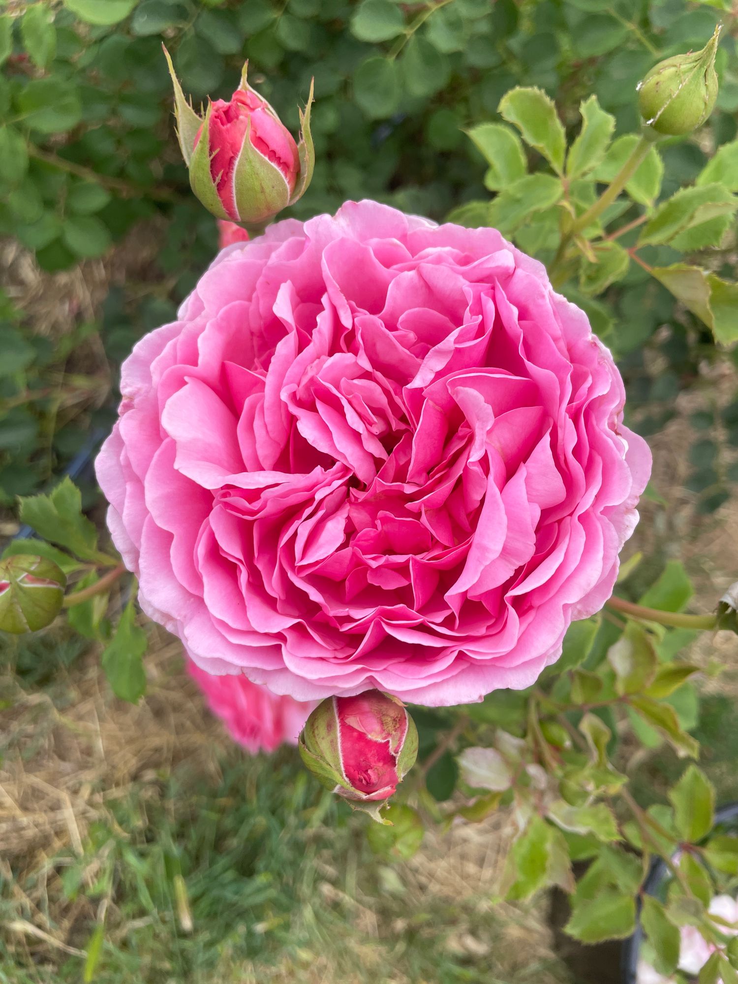ROSA hydbrida Princess Alexandra of Kent