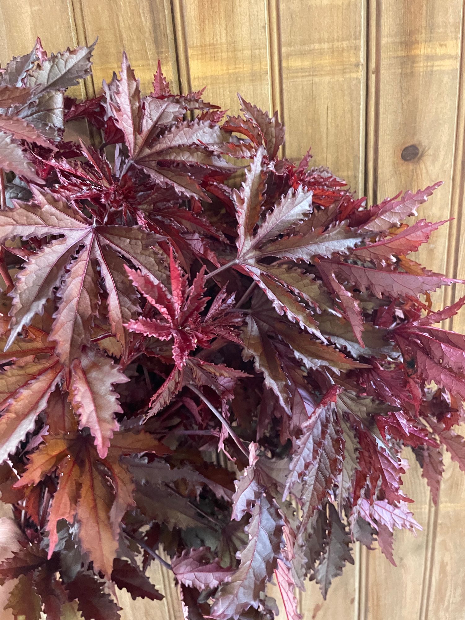 HIBISCUS acetosella