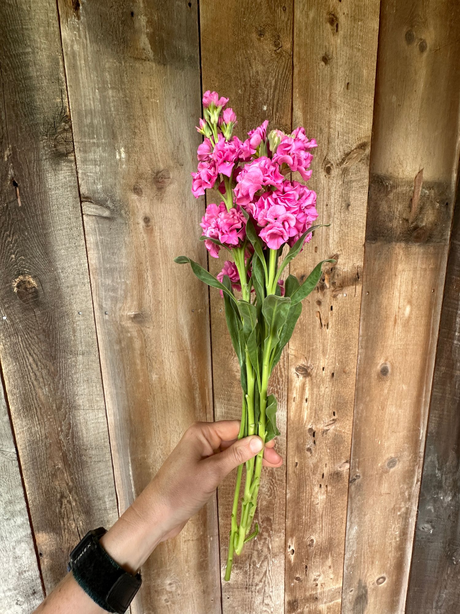 MATTHIOLA incana Katz Pink