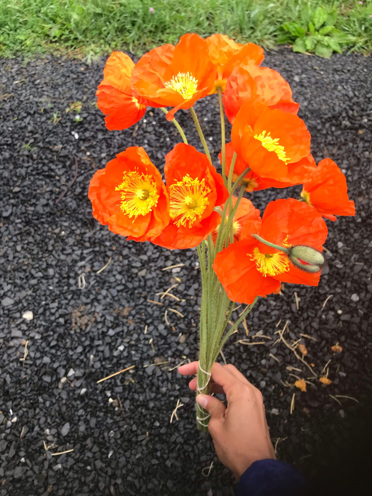 PAPAVER nudicaule Champagne Bubbles