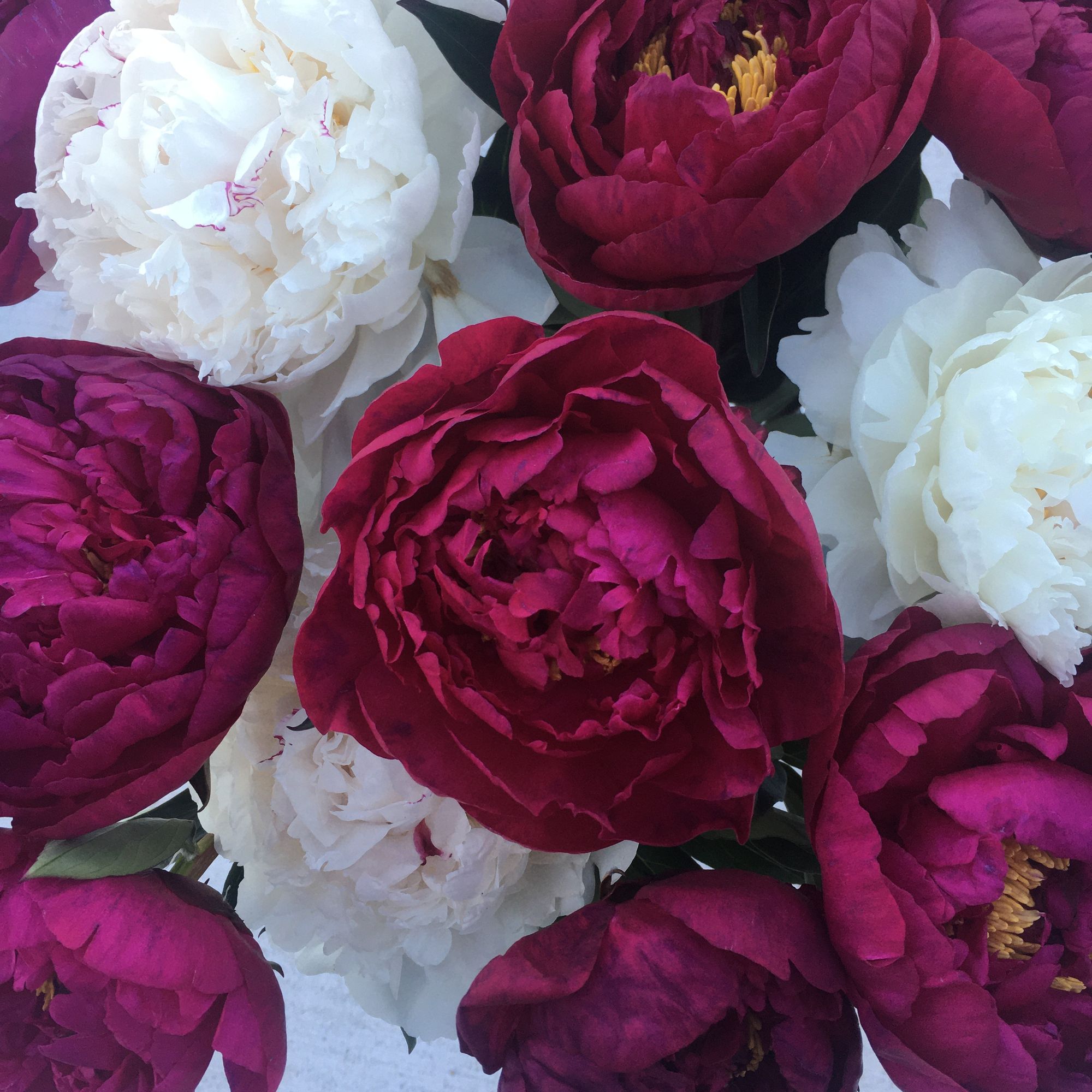 Celebration Bouquet (20 Stems)