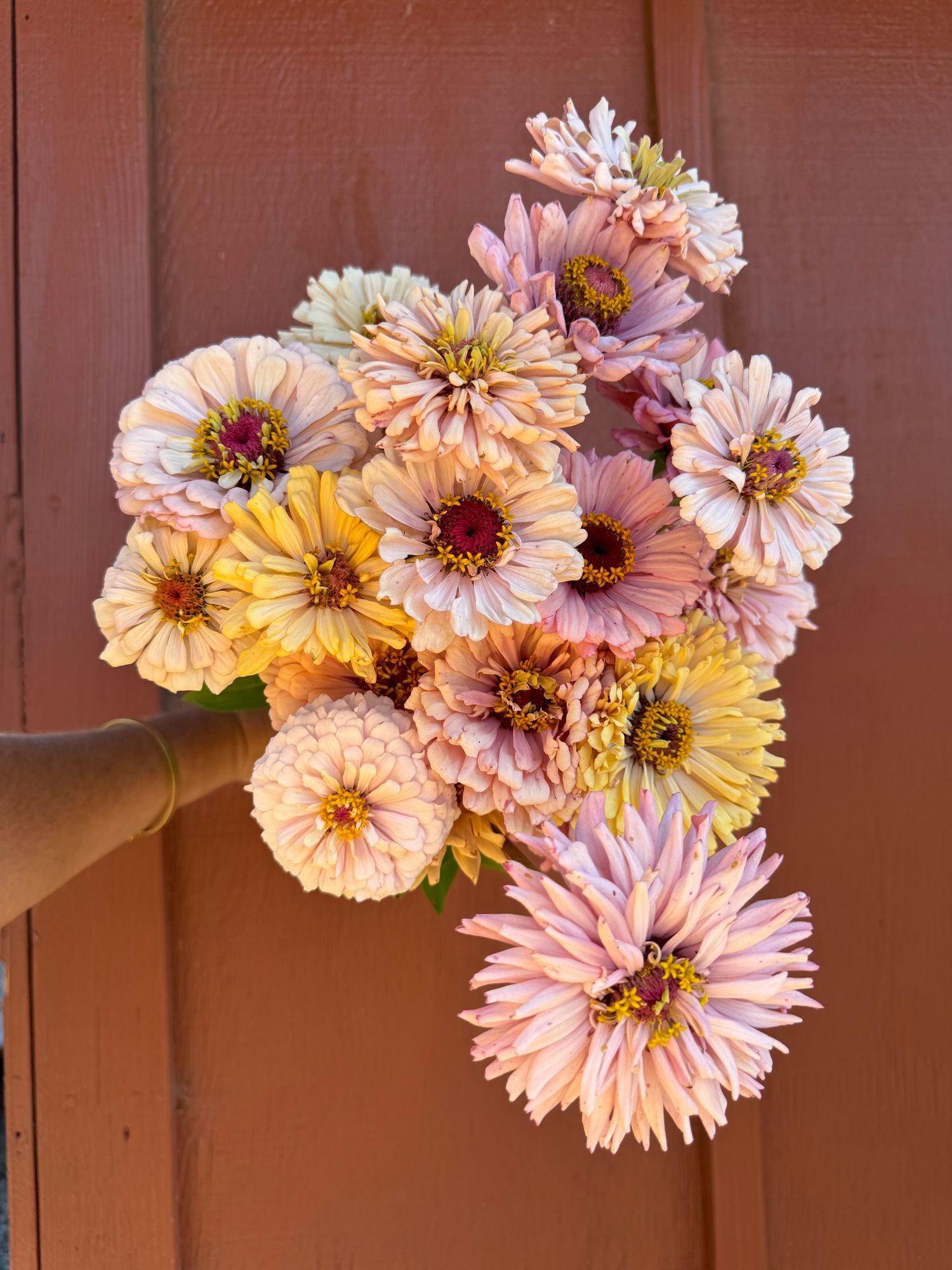 ZINNIA elegans Dawn Creek Blush
