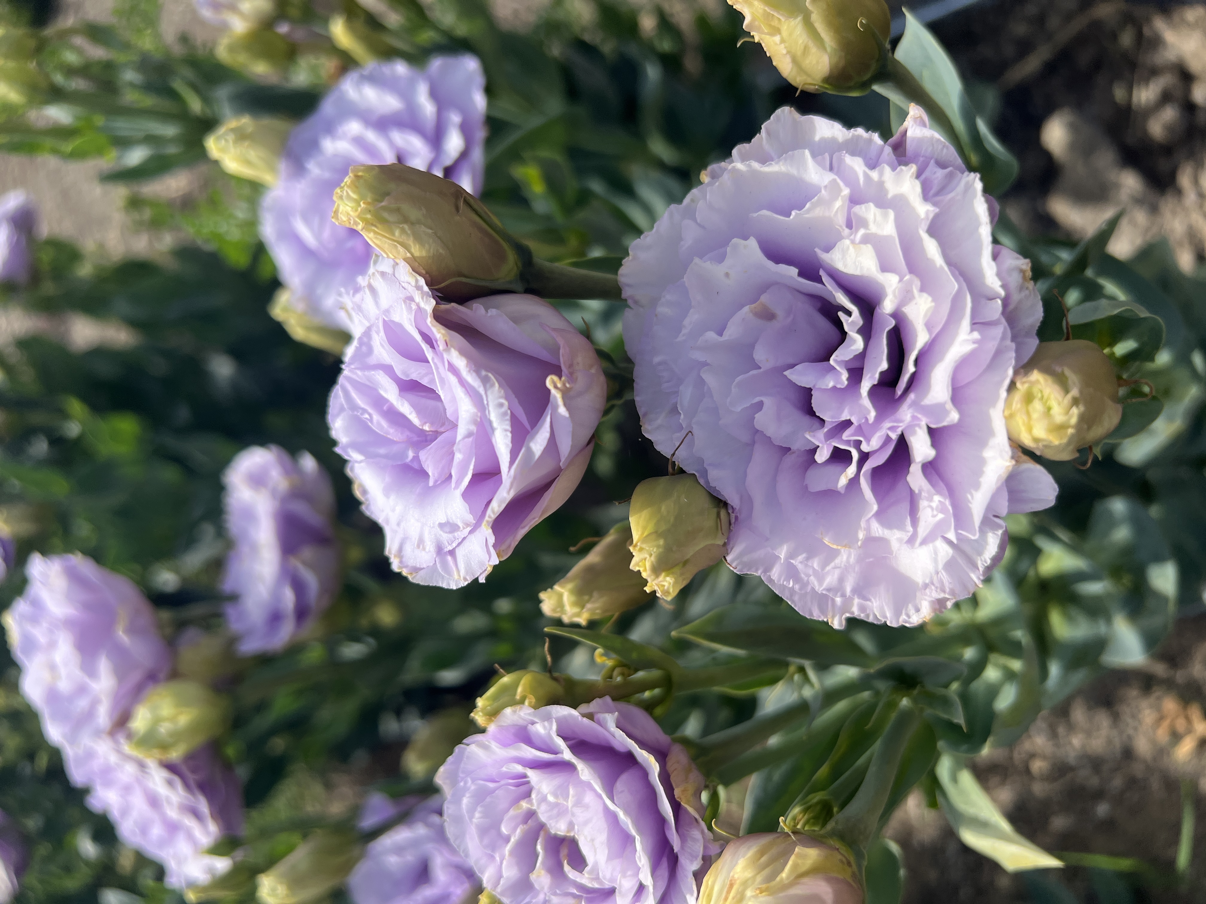 EUSTOMA grandiflorum Arena