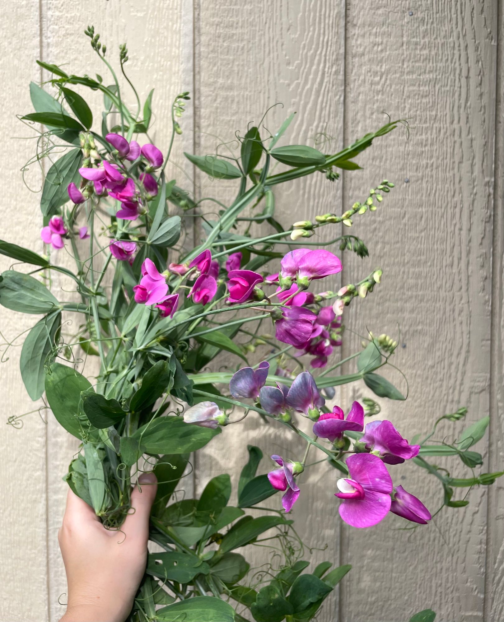 LATHYRUS latifolius