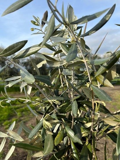 OLEA europaea