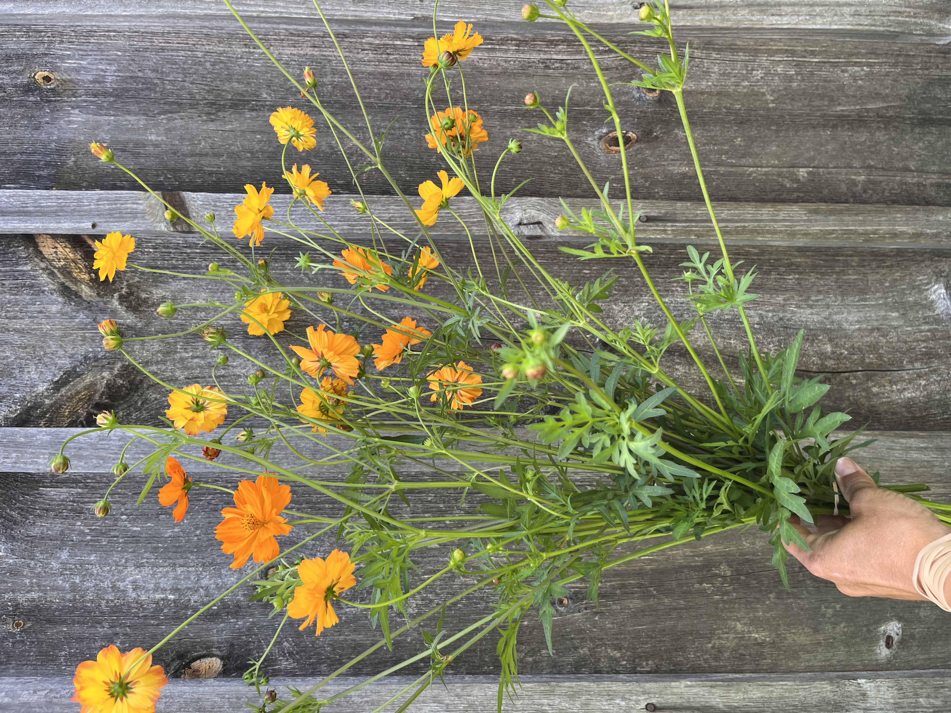 COSMOS sulphureus
