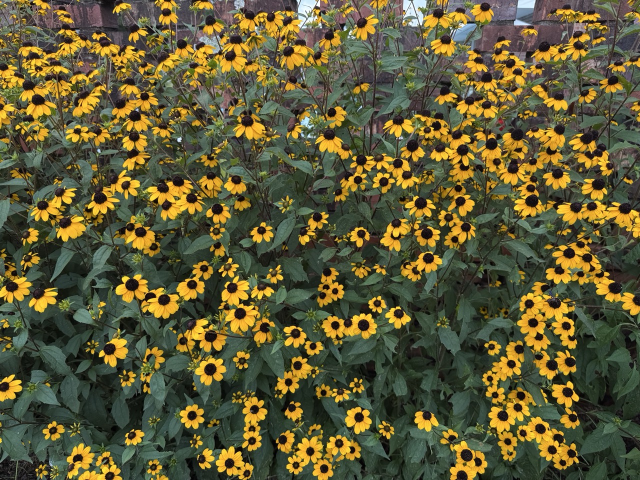 RUDBECKIA triloba