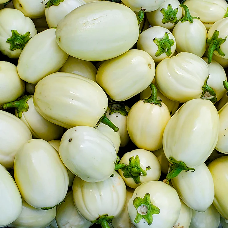 African Eggplant