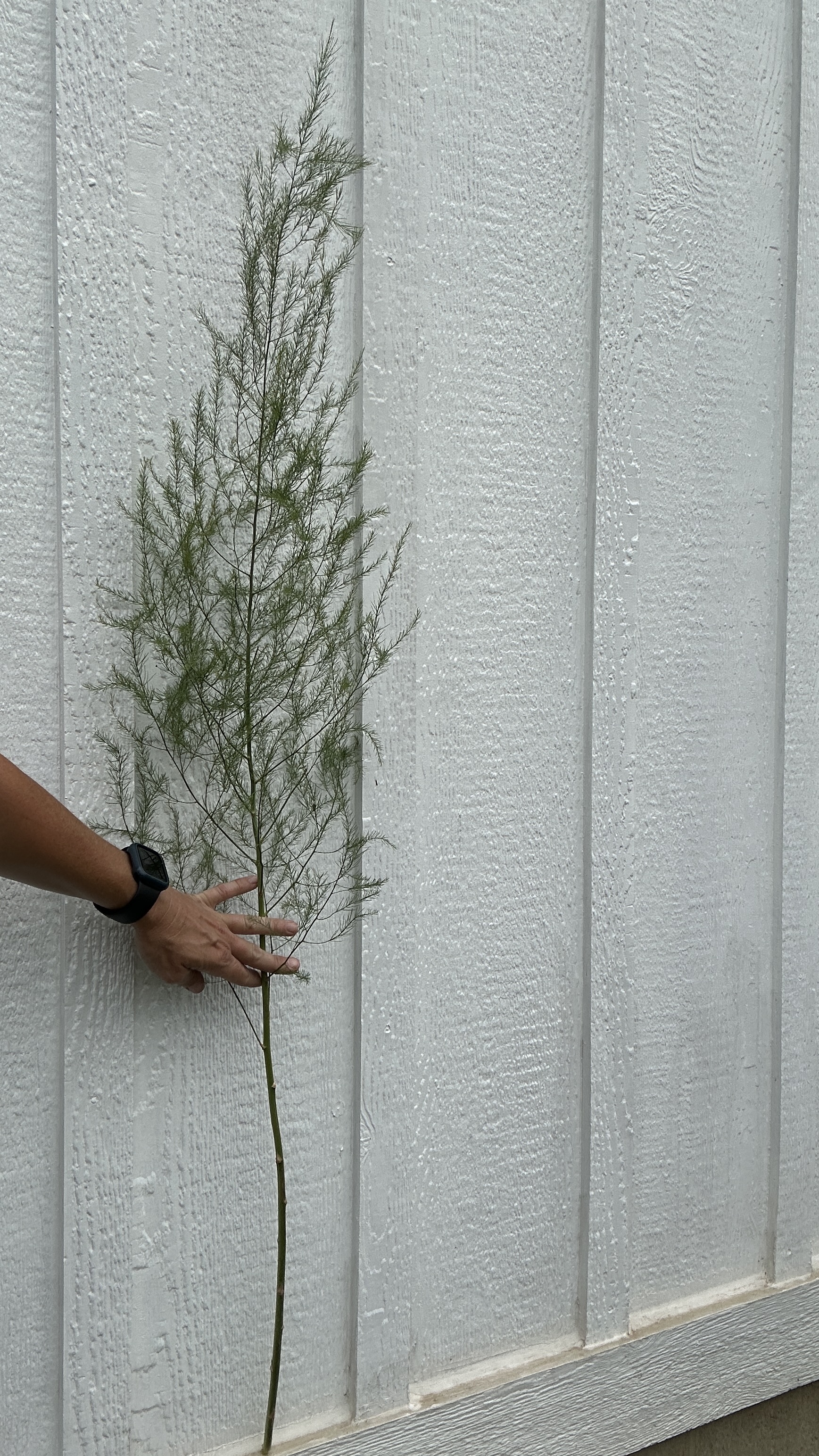 ASPARAGUS densiflorus Sprengeri