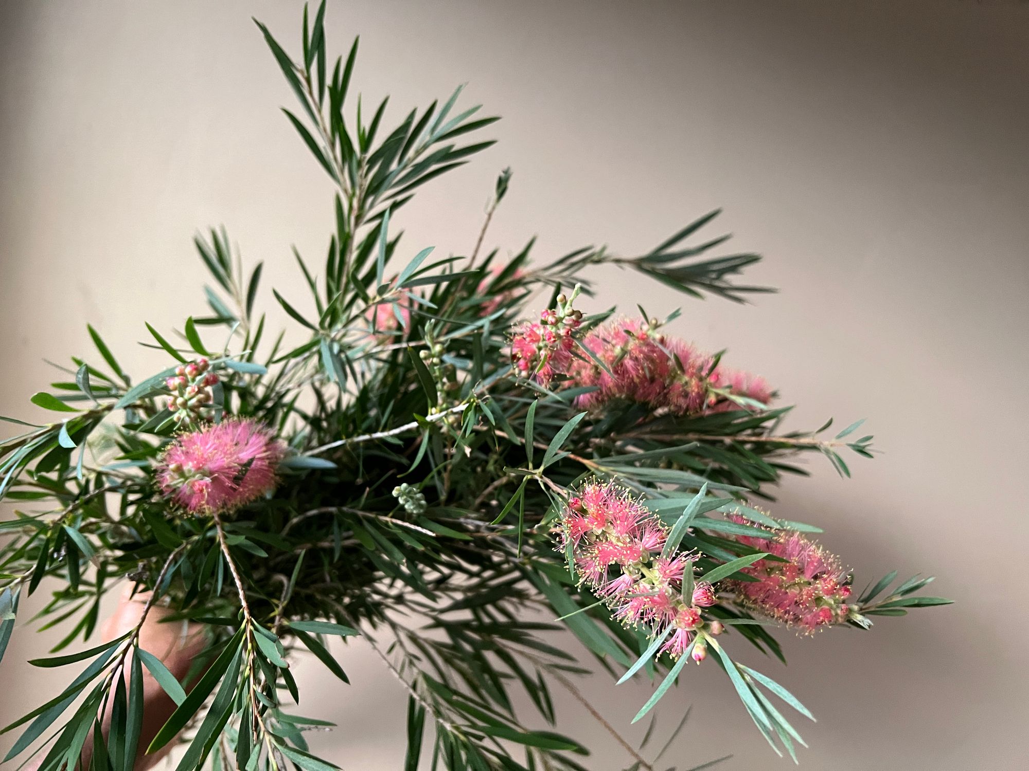 CALLISTEMON x Cane's Hybrid