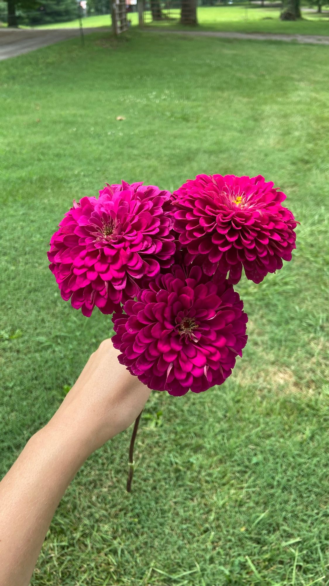 ZINNIA elegans Benarys Giant Wine