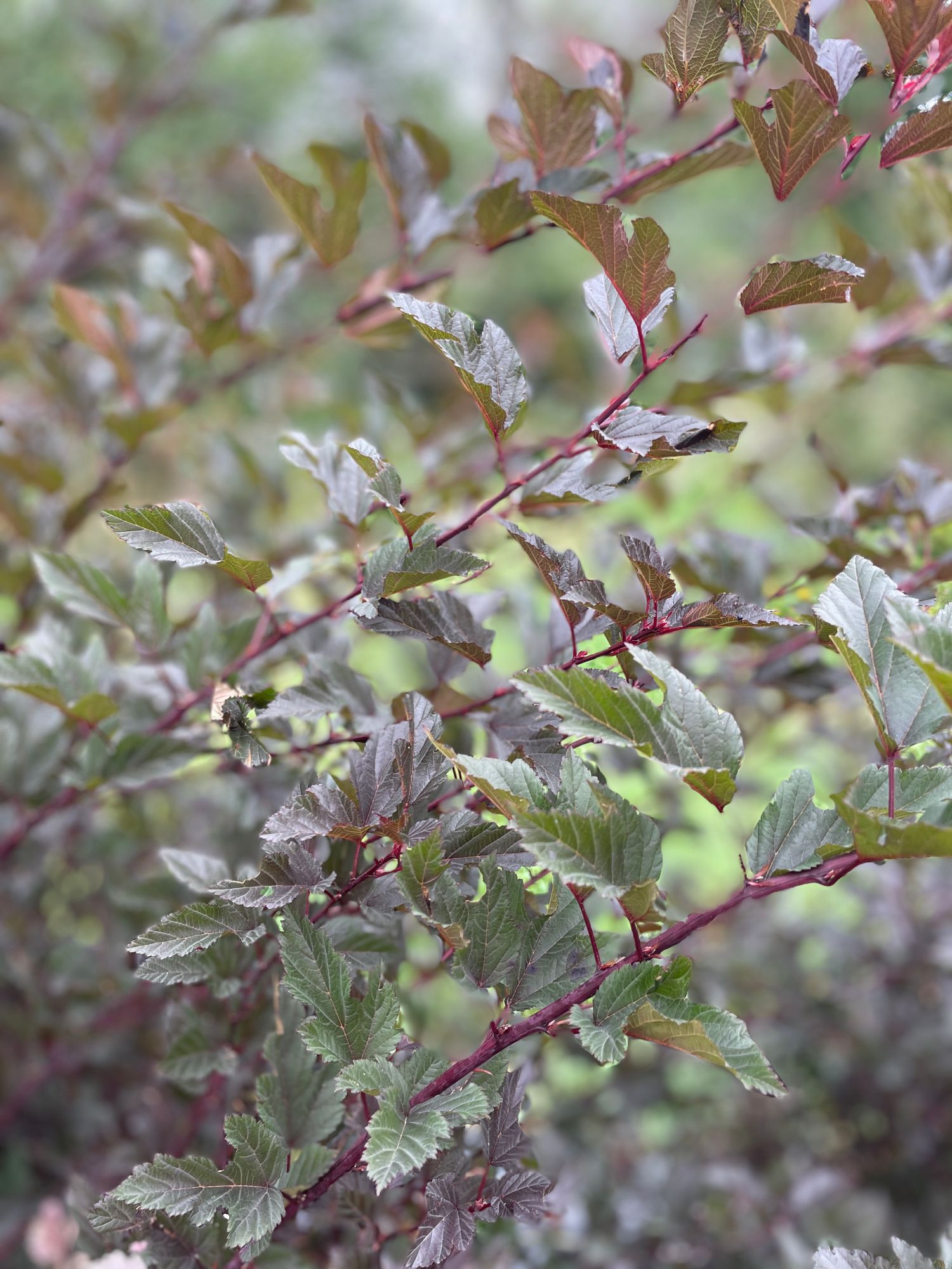 PHYSOCARPUS opulifolius Diabolo