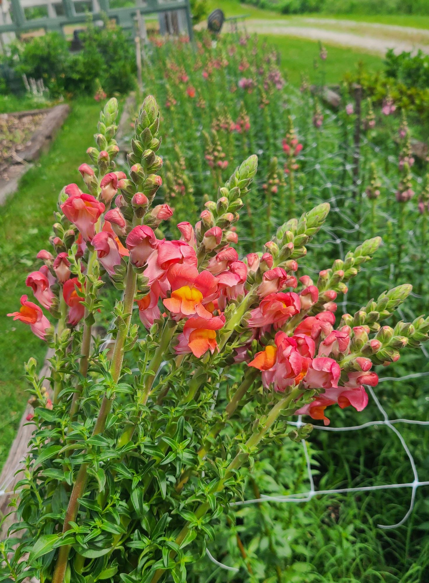 ANTIRRHINUM majus Early Potomac