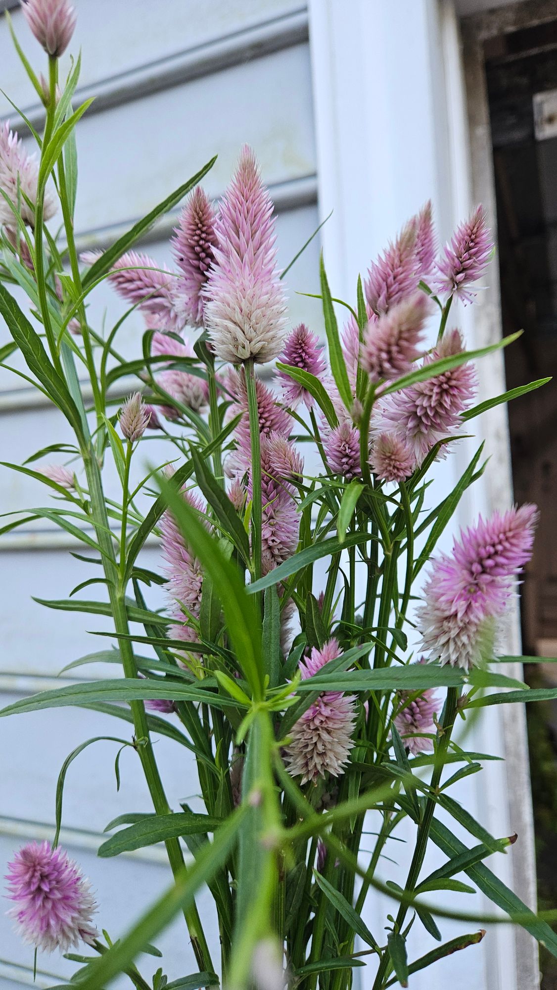 CELOSIA argentea spicata Flamingo Feather