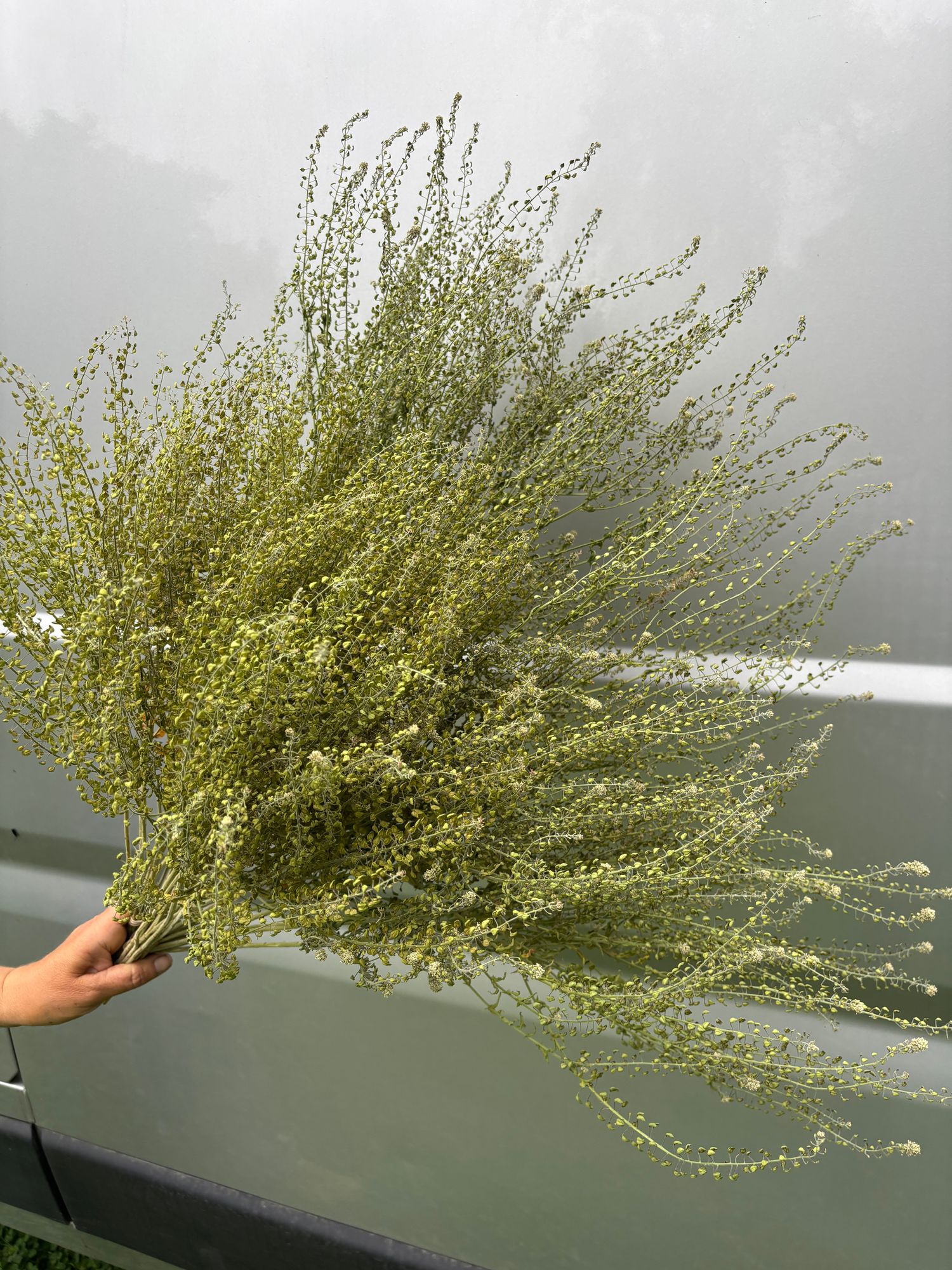 LEPIDIUM densiflorum