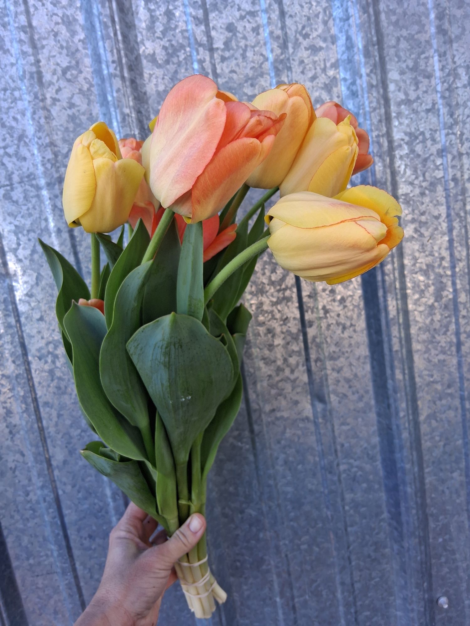 TULIPA
