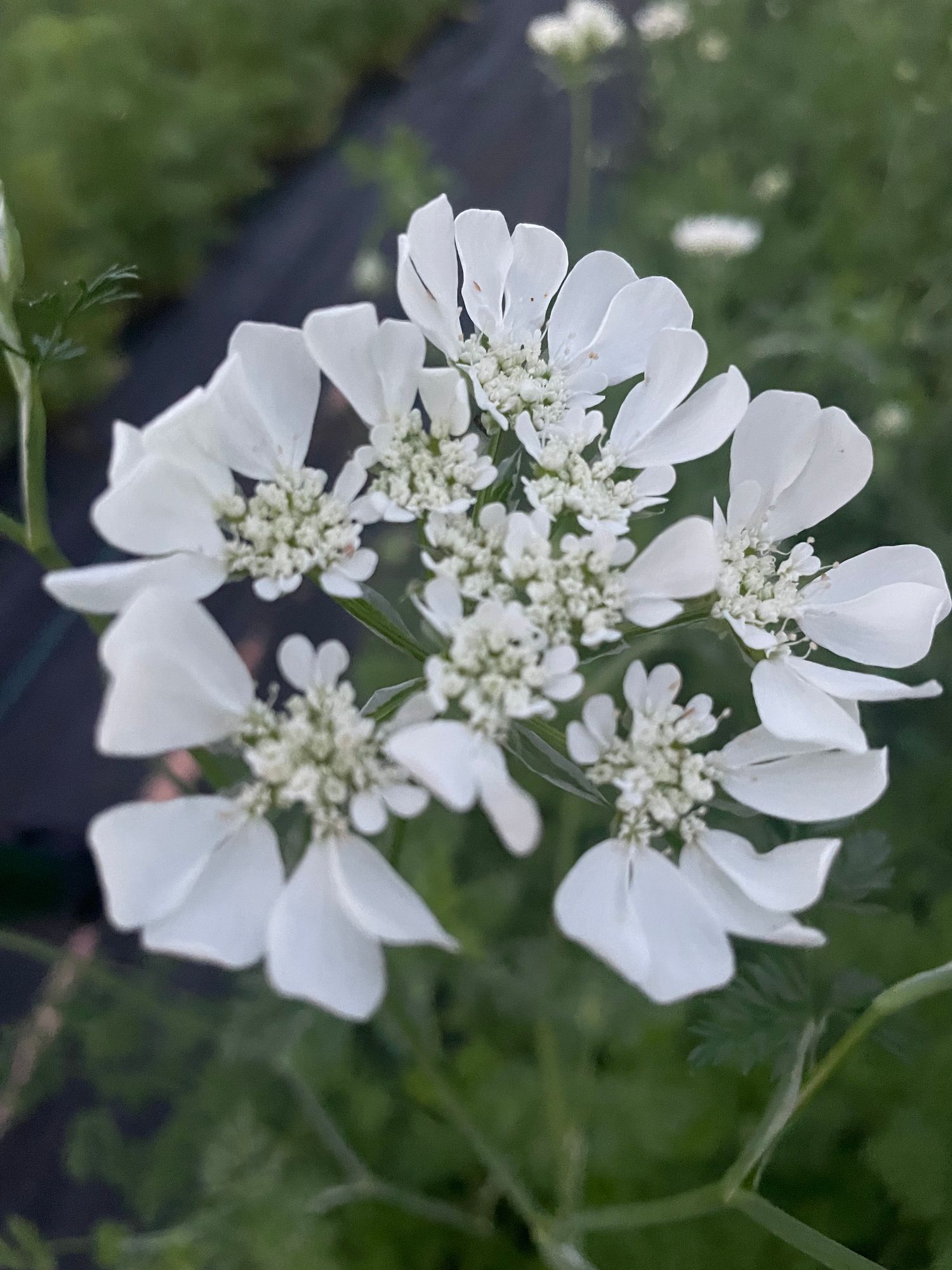 ORLAYA grandiflora