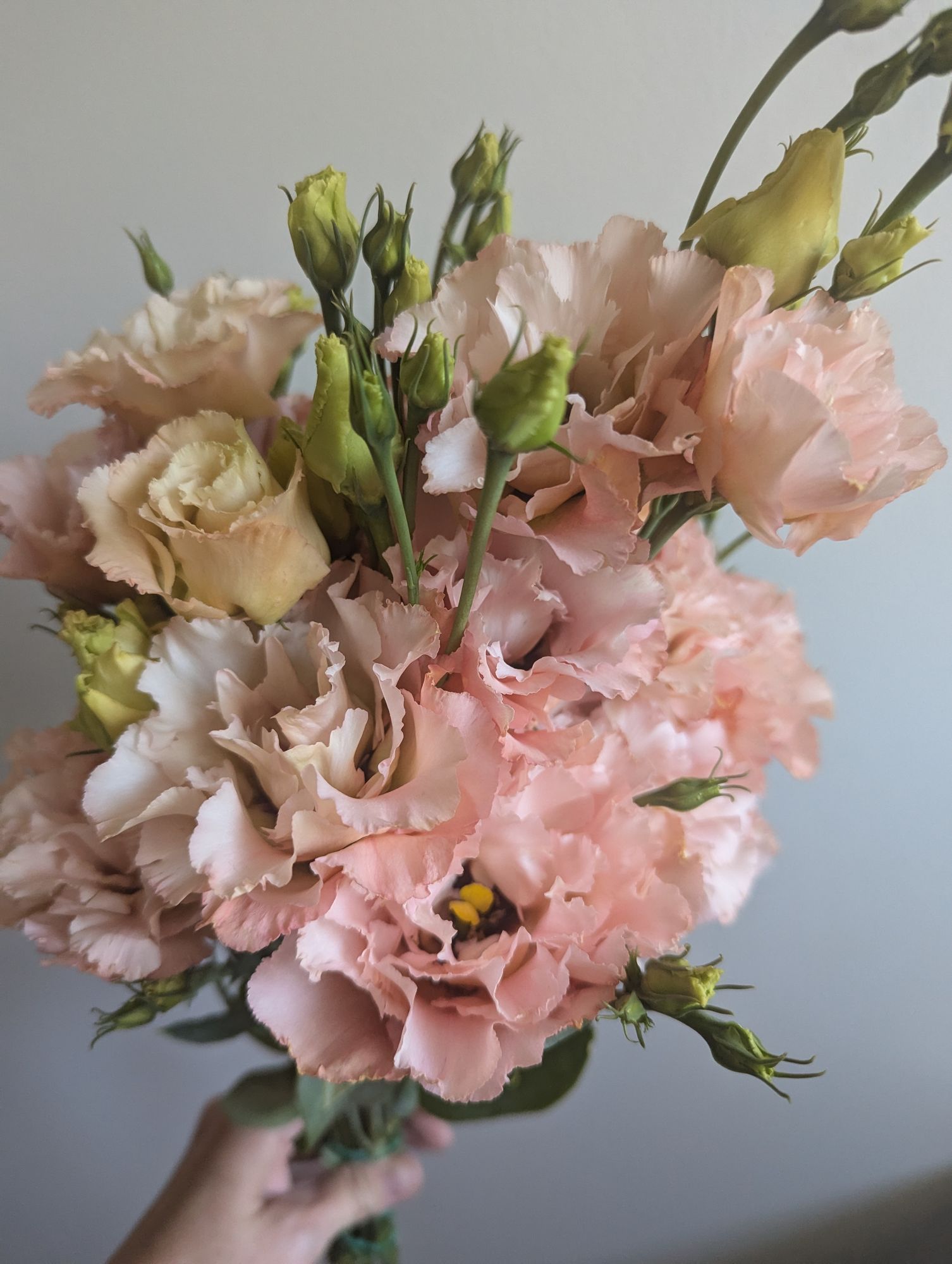EUSTOMA grandiflorum Voyage Light Apricot