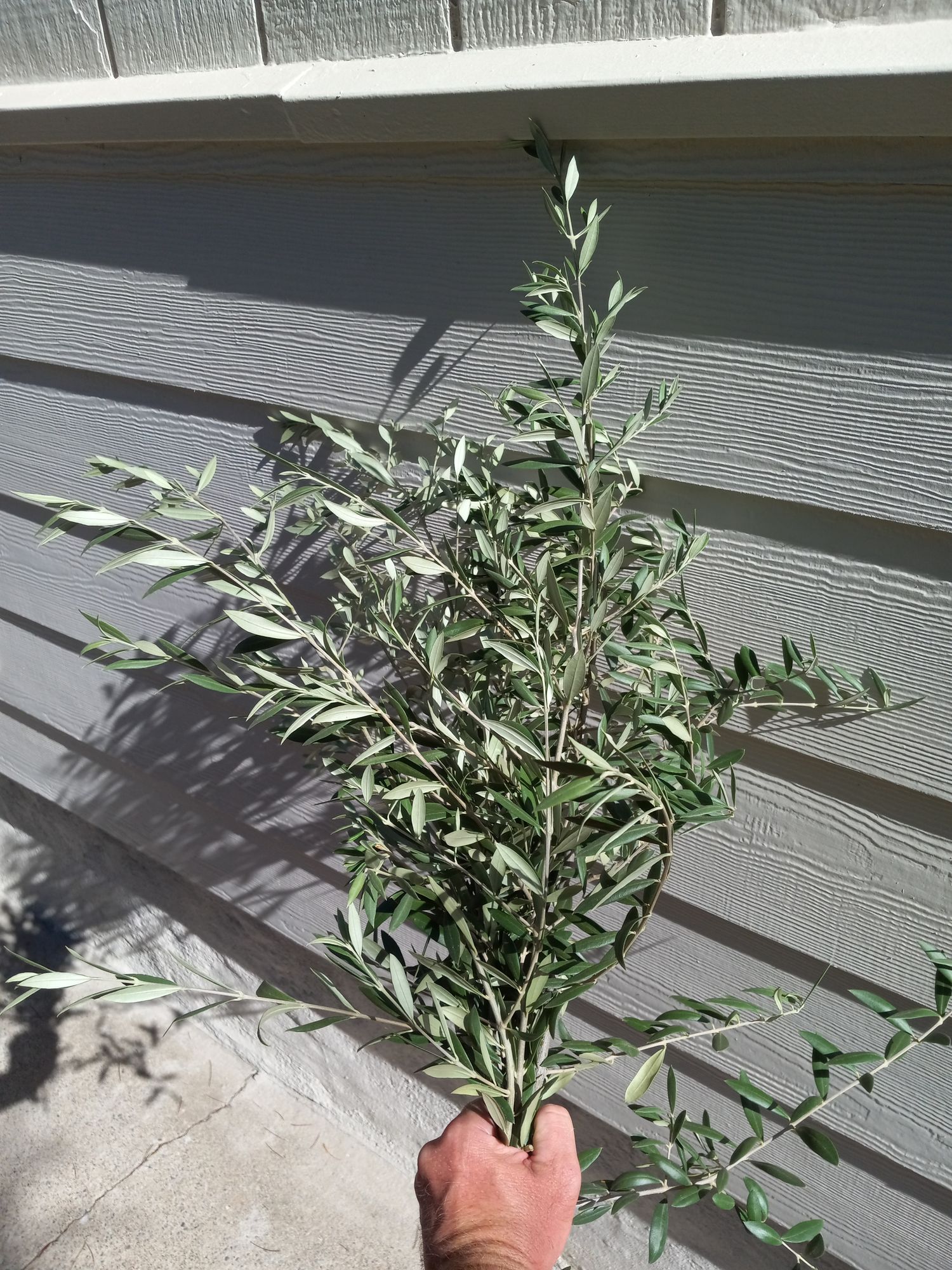 OLEA europaea