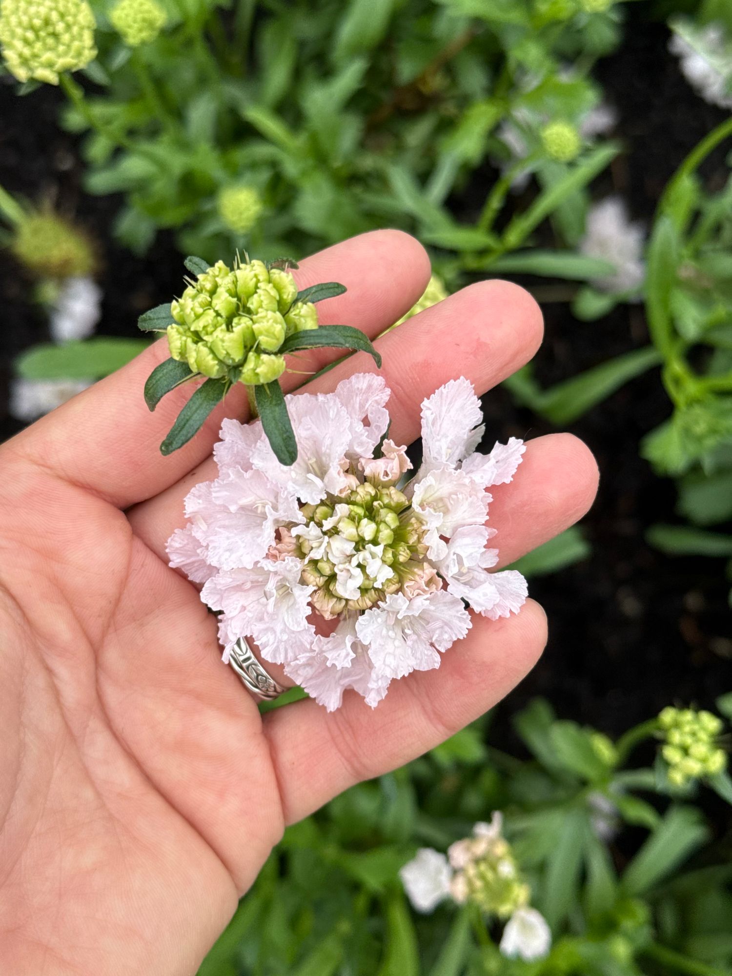 SCABIOSA atropurpurea x caucasica Bon Bon Scoop