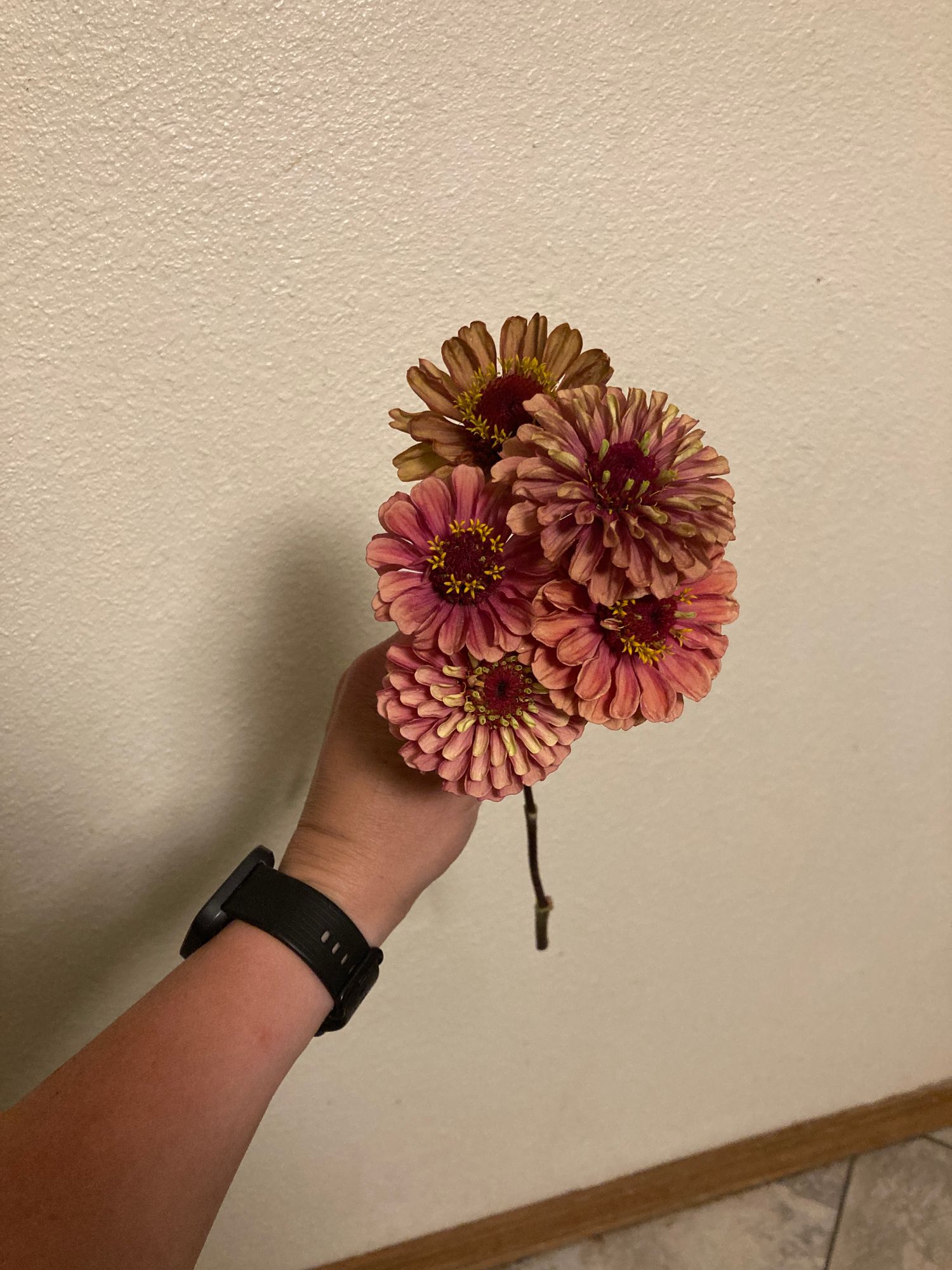 ZINNIA elegans Queeny Lime Red